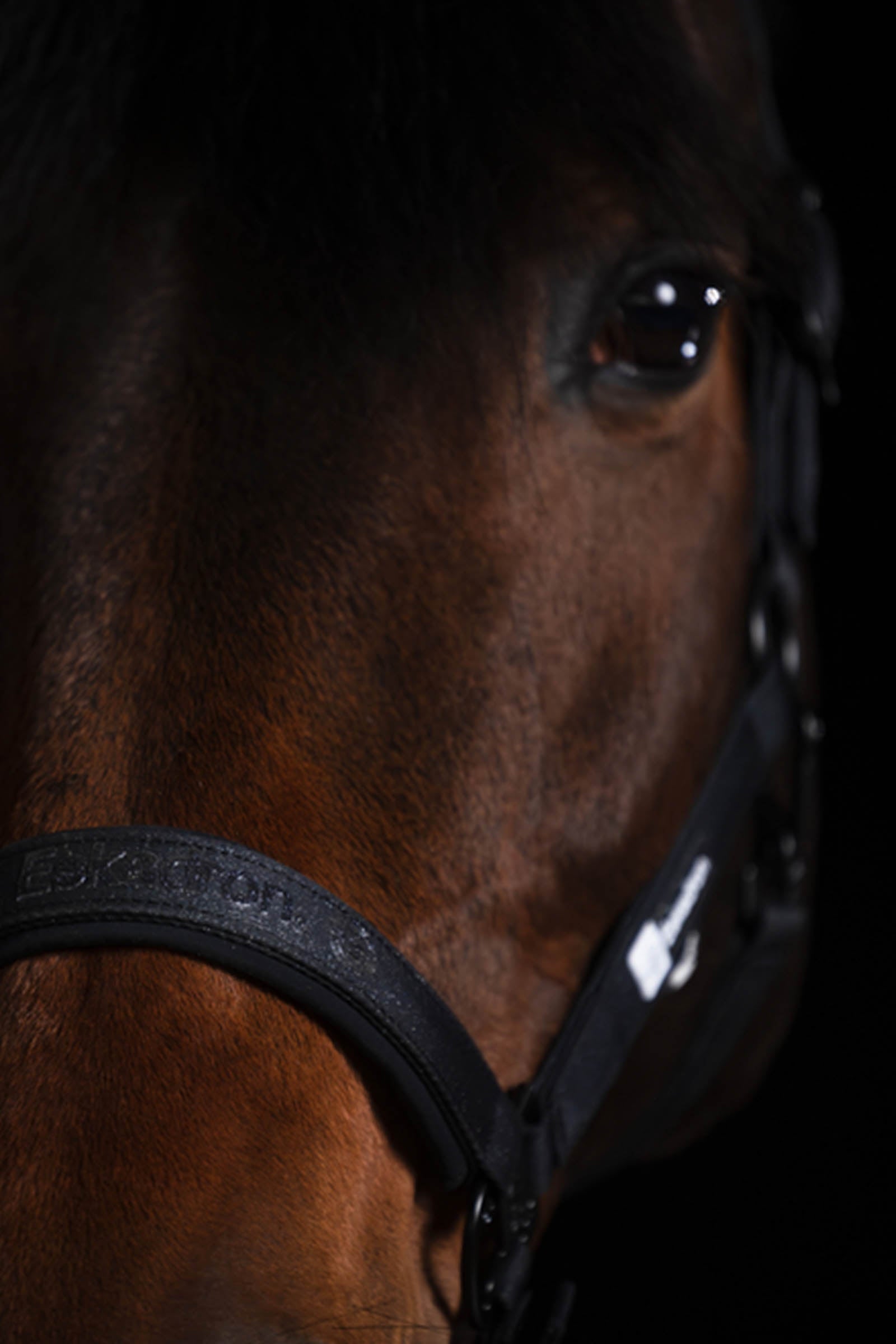 Eskadron Dynamics AW25 Sparkle Double Pin Headcollar Halters & Leads