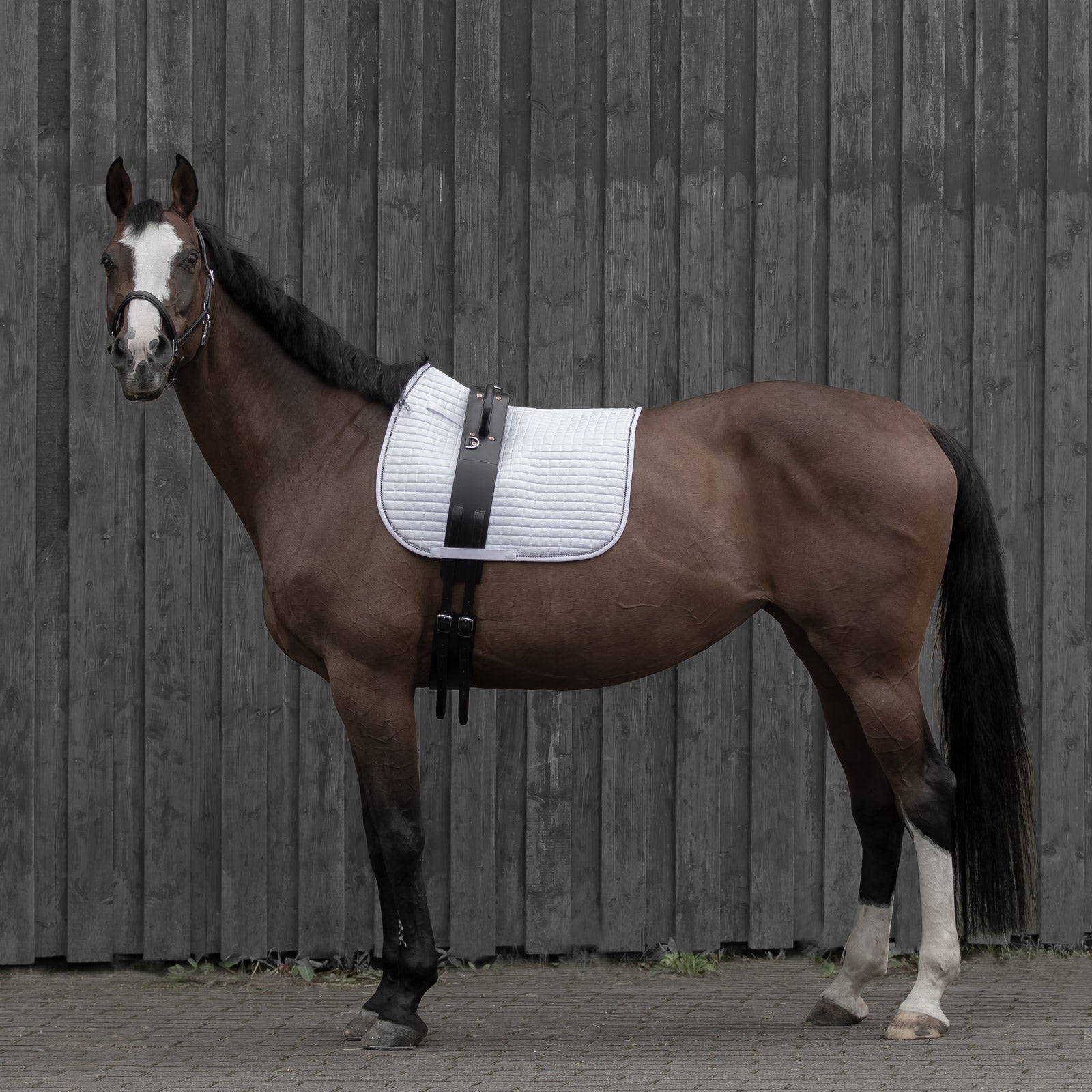 Horze Voltige Girth Horse Training