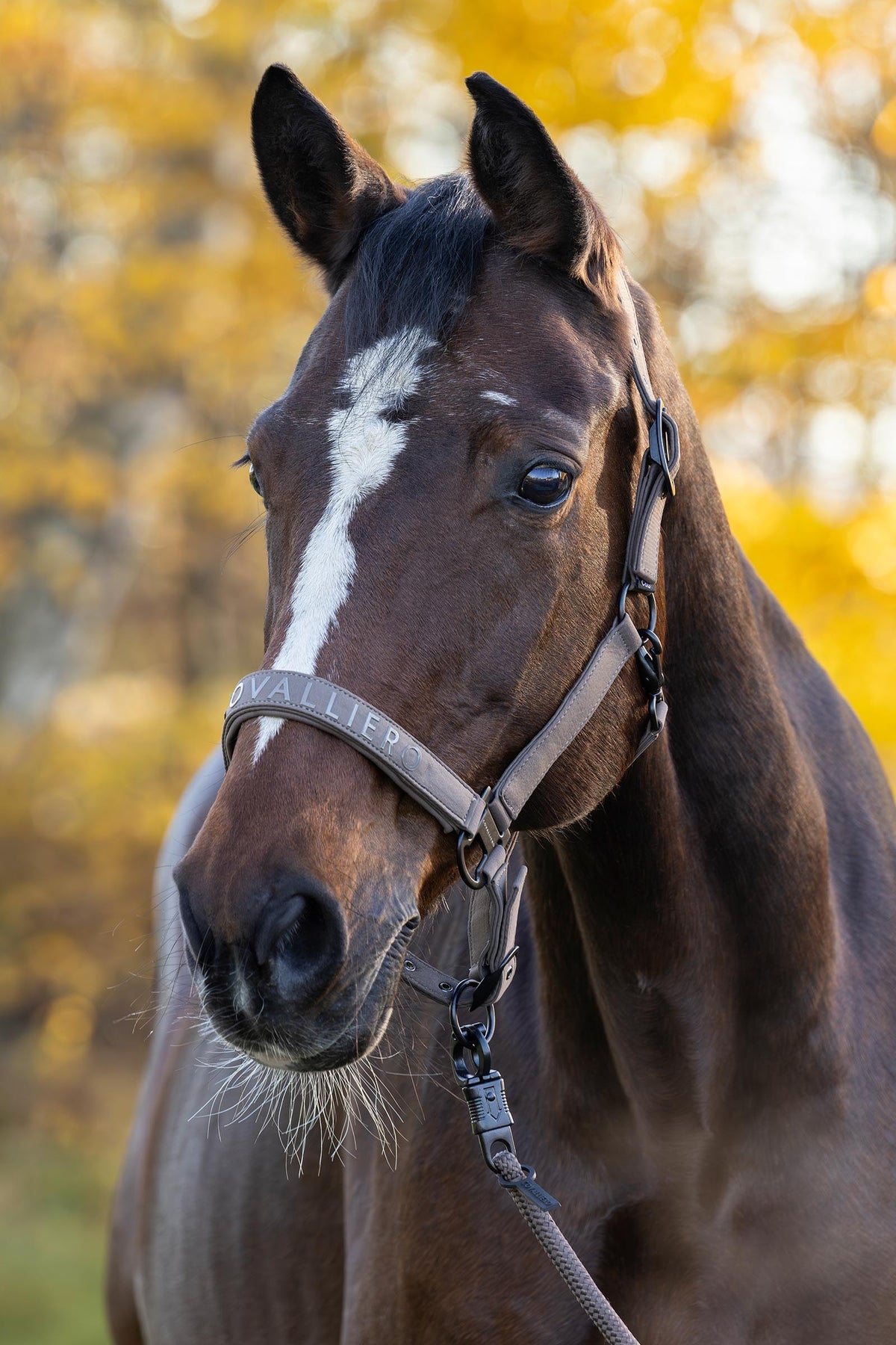 Covalliero FW26 Halter Halters & Leads