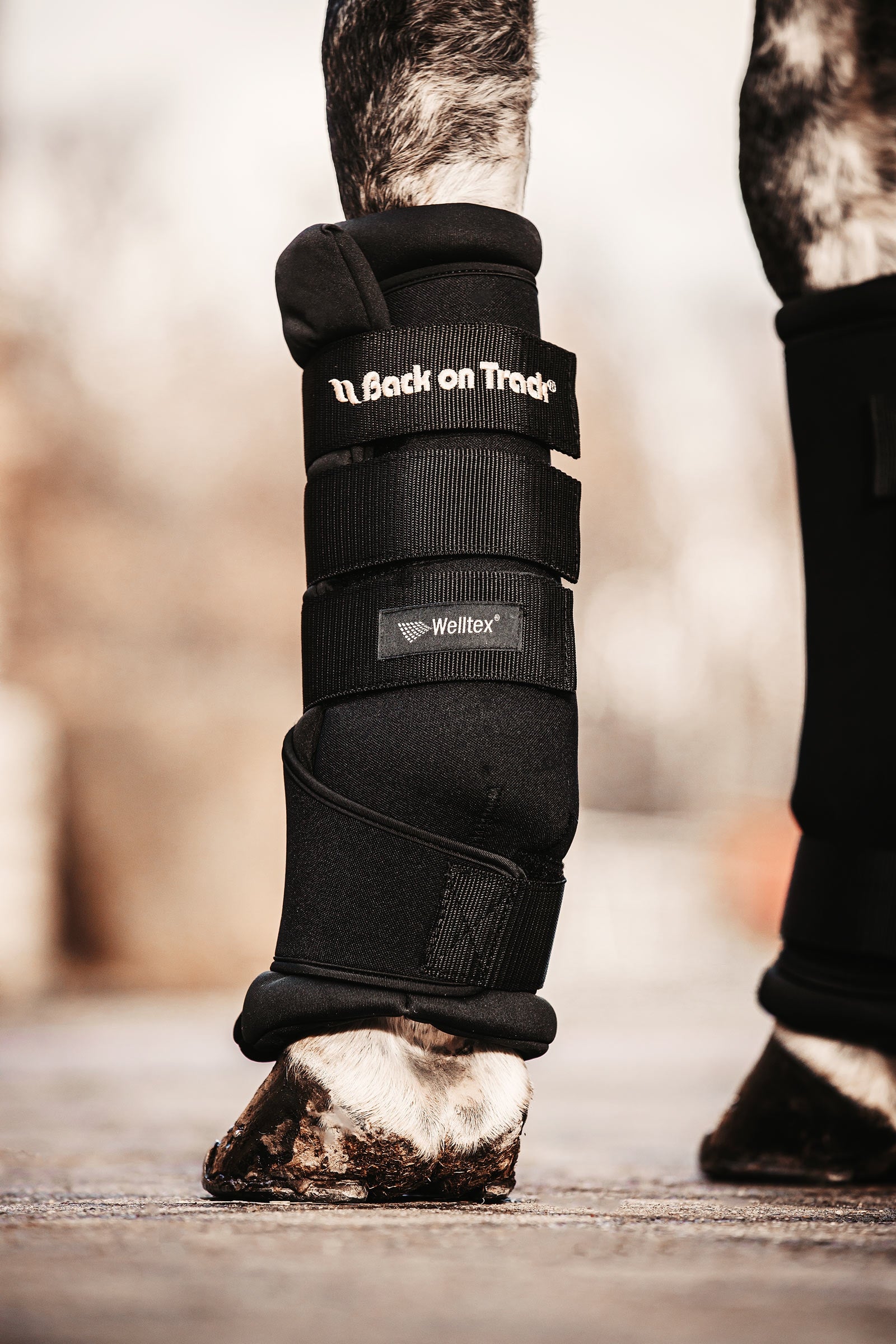 Back on Track Back On Track Quick Royal snabbandage Leg Protection & Hoof Protection for Horses