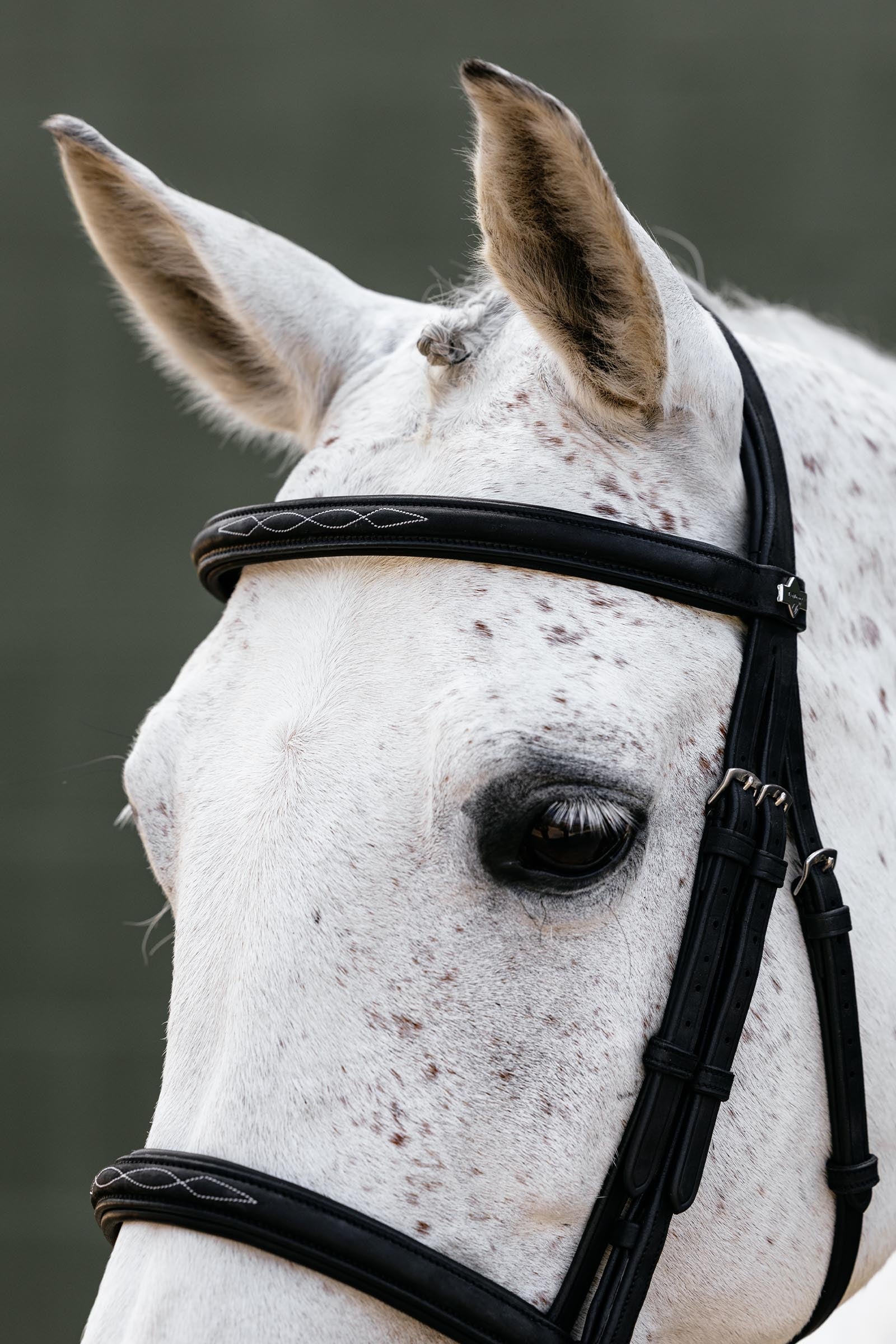 LeMieux Classique Cavesson Bridle Horse Training