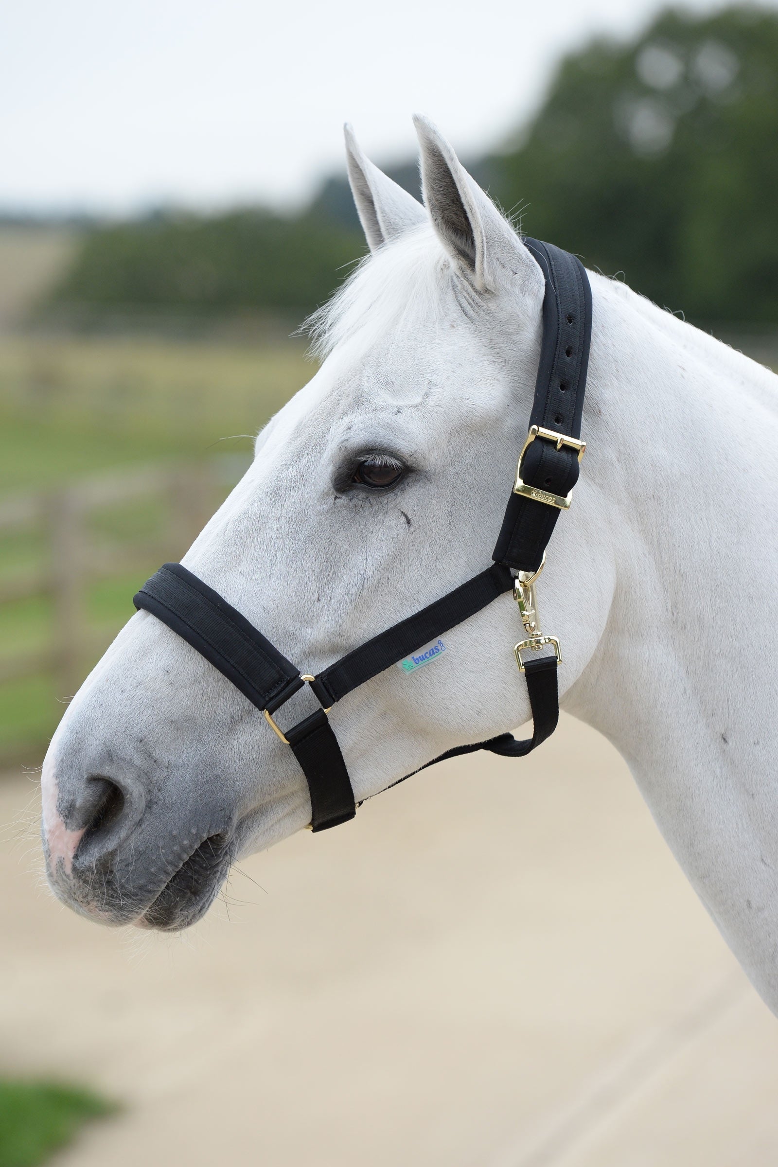 Bucas Comfort Halter Halters & Leads