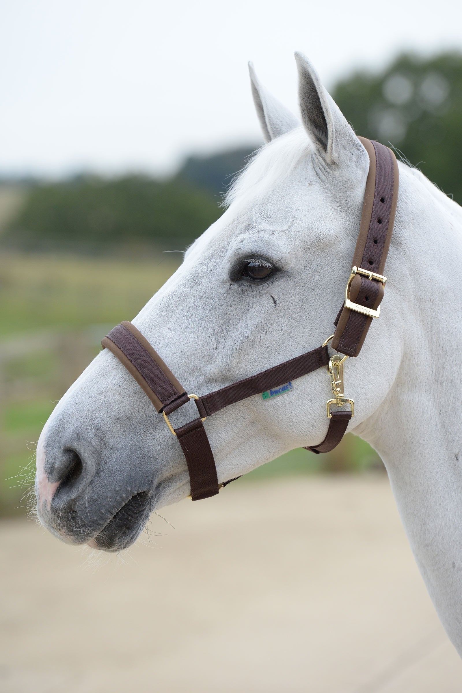Bucas Comfort Halter Halters & Leads