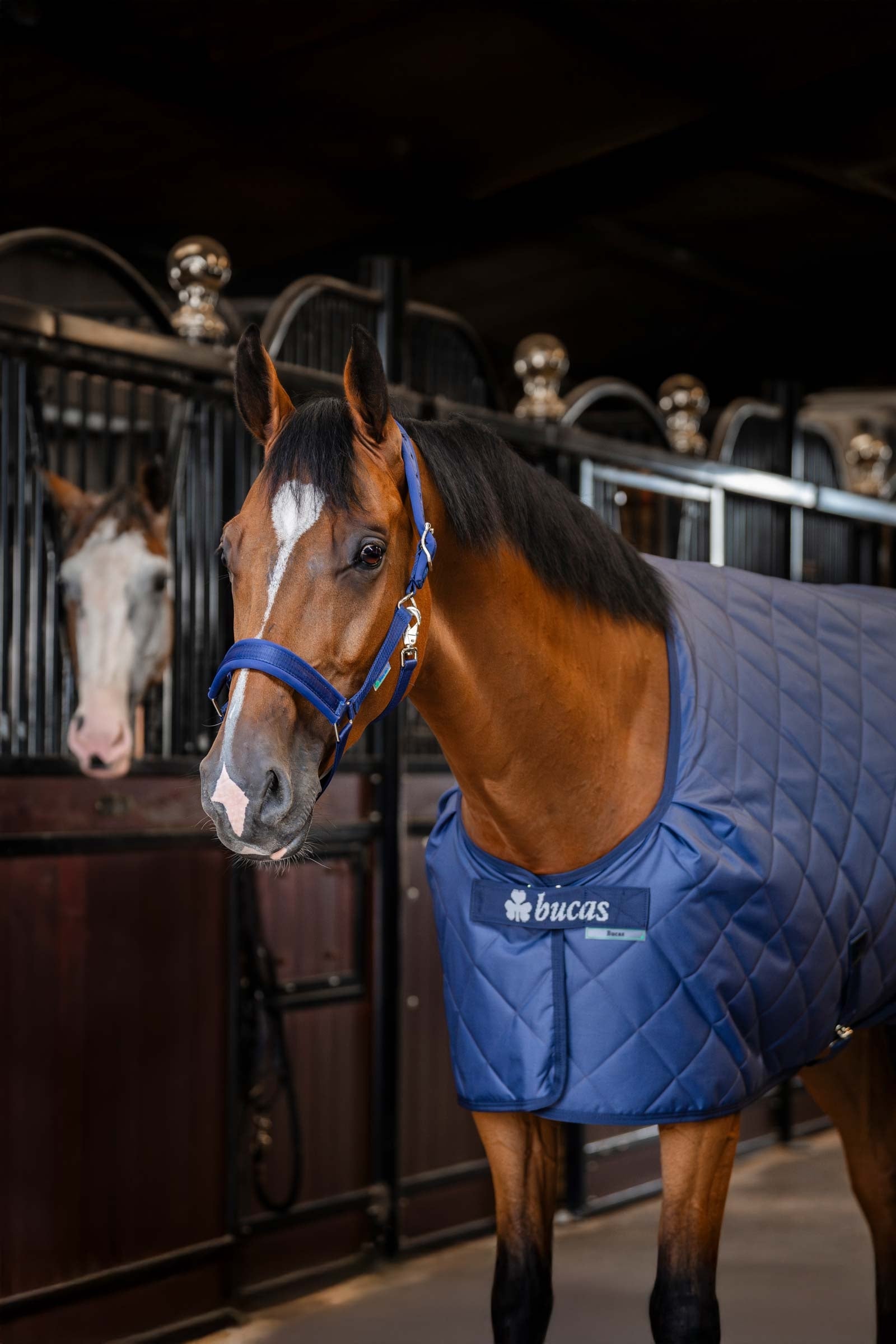 Bucas Cosy Stable Rug Horse Rugs