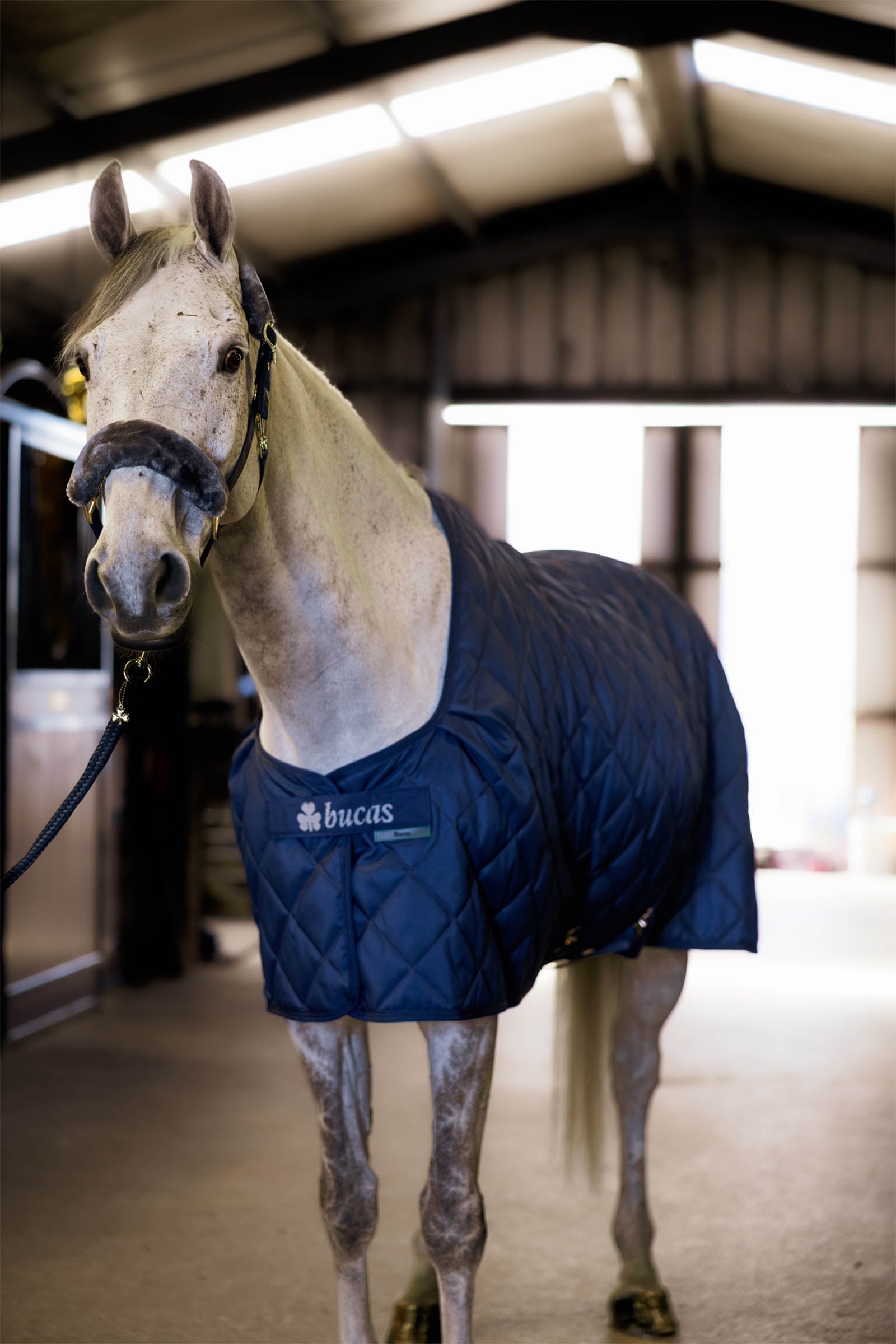 Bucas Cosy Stable Rug Horse Rugs
