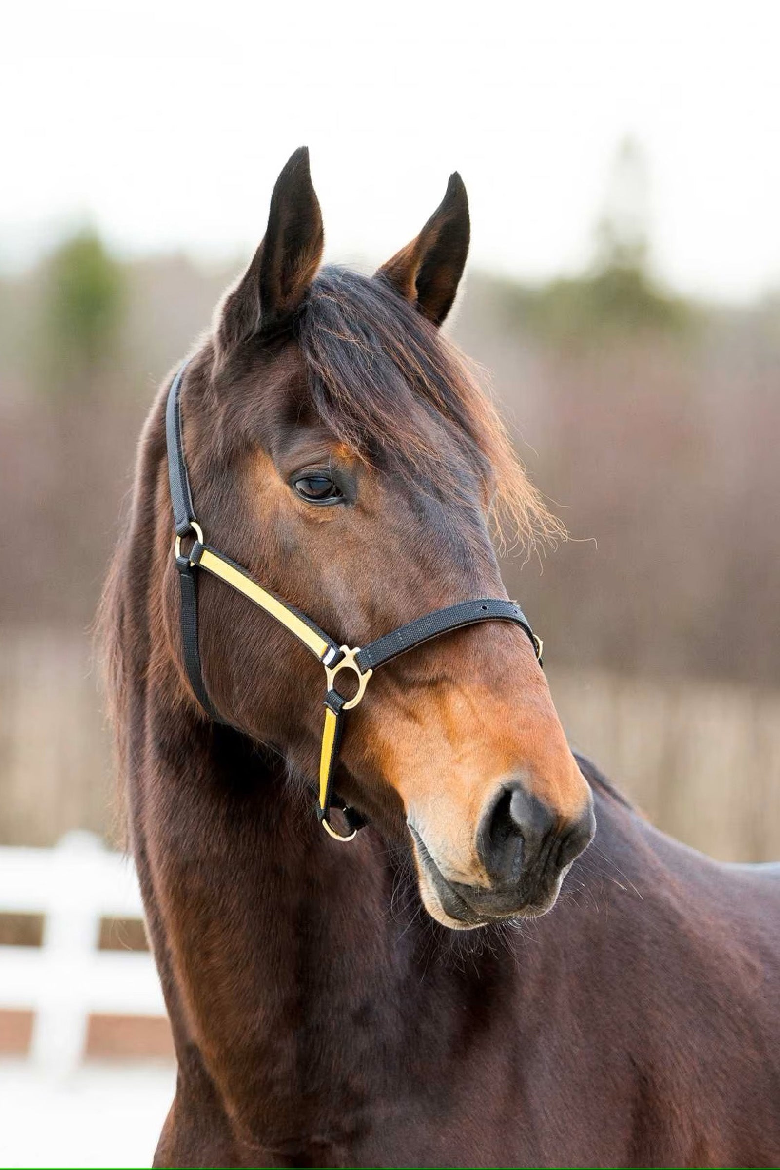 Finntack Pro Synthetic Yankee Nylon Halter with Open Nose Halters & Leads