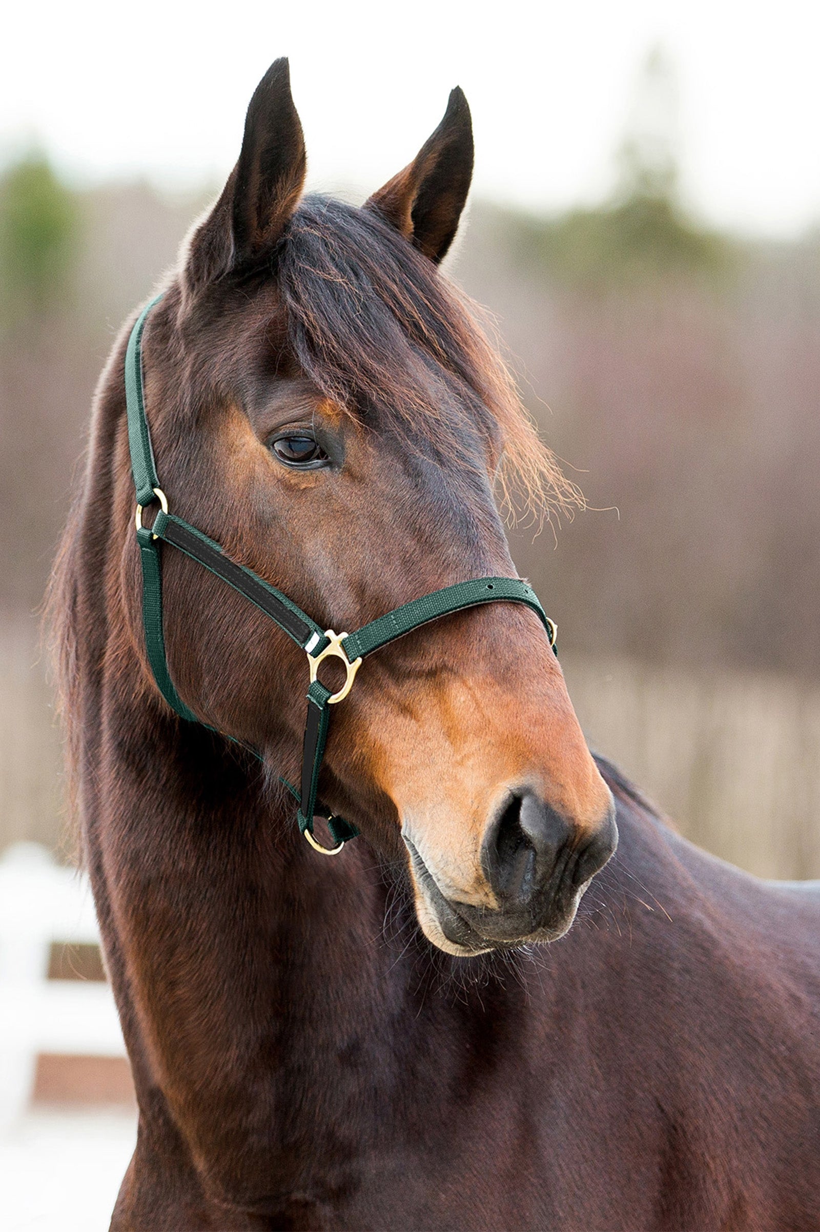 Finntack Pro Synthetic Yankee Nylon Halter with Open Nose Halters & Leads