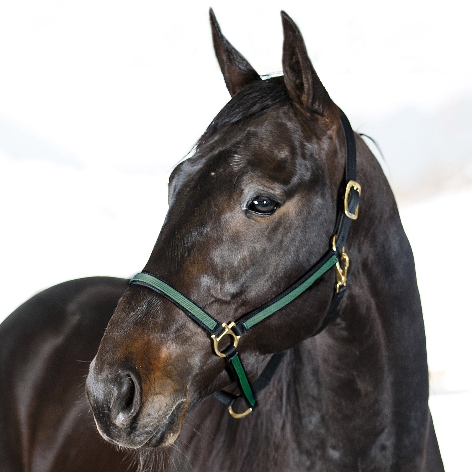 Finntack Pro Synthetic Yankee Nylon Halter Halters & Leads