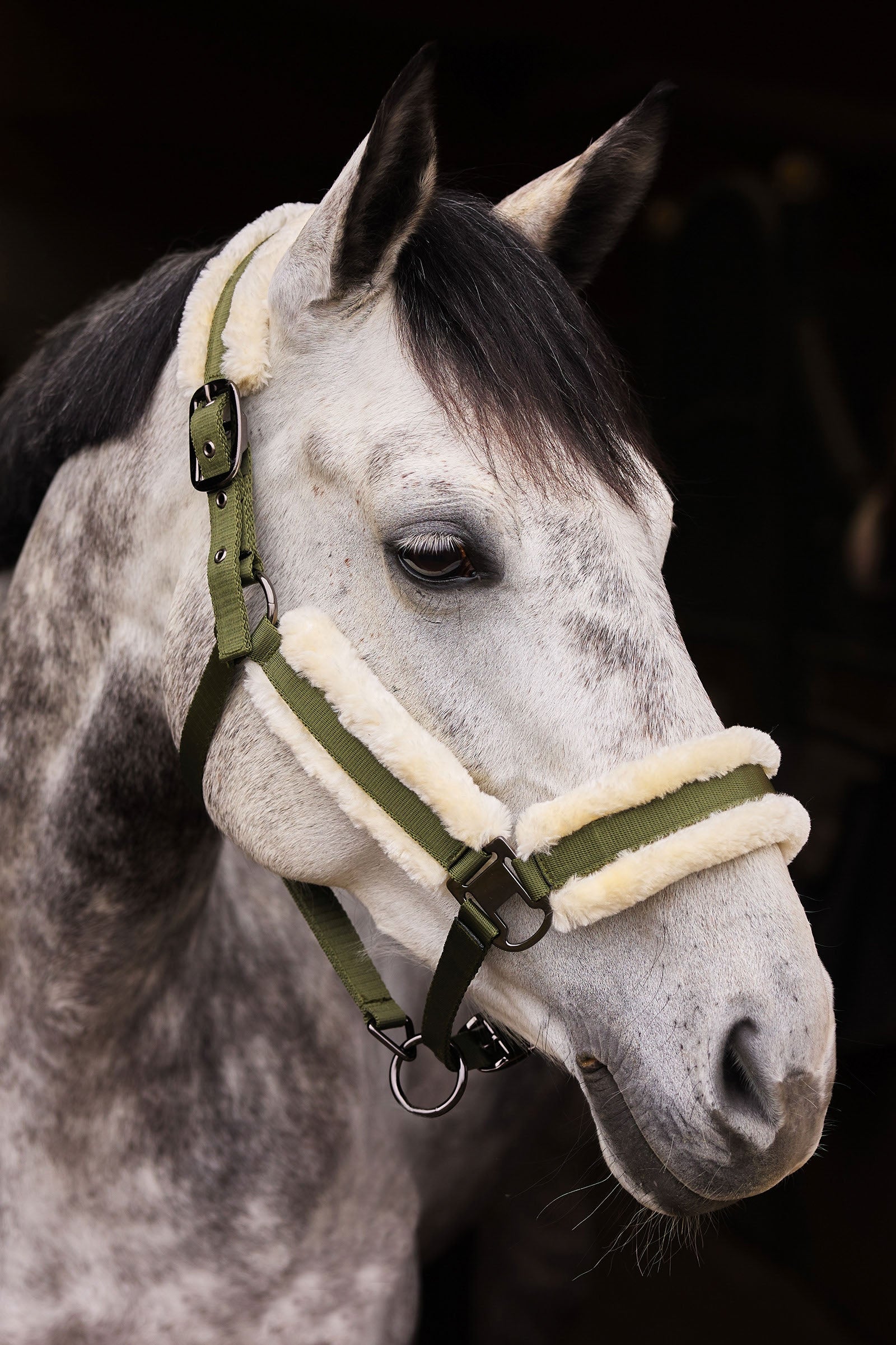 Horze Marquess Halter Halters & Leads