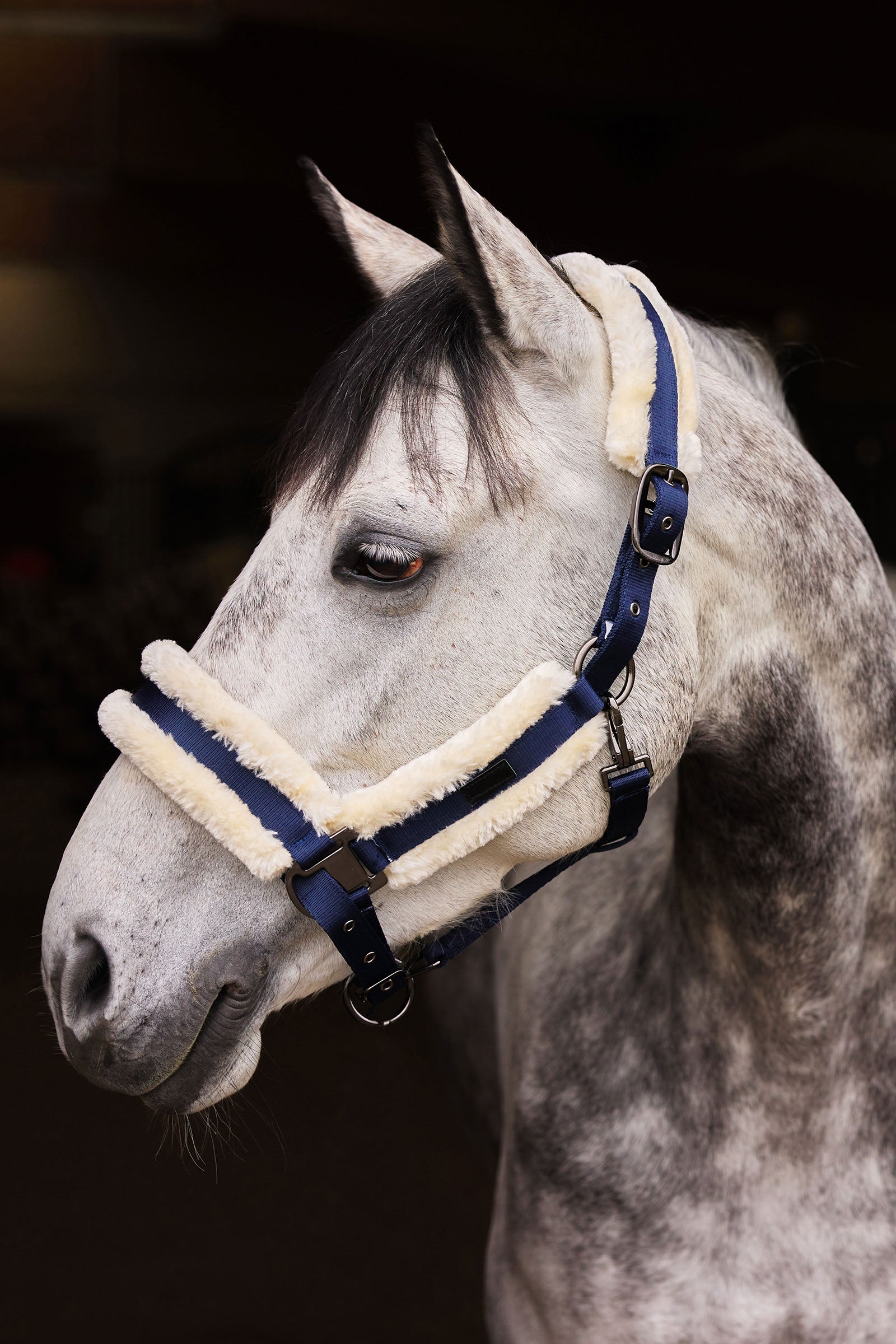 Horze Marquess Halter Halters & Leads