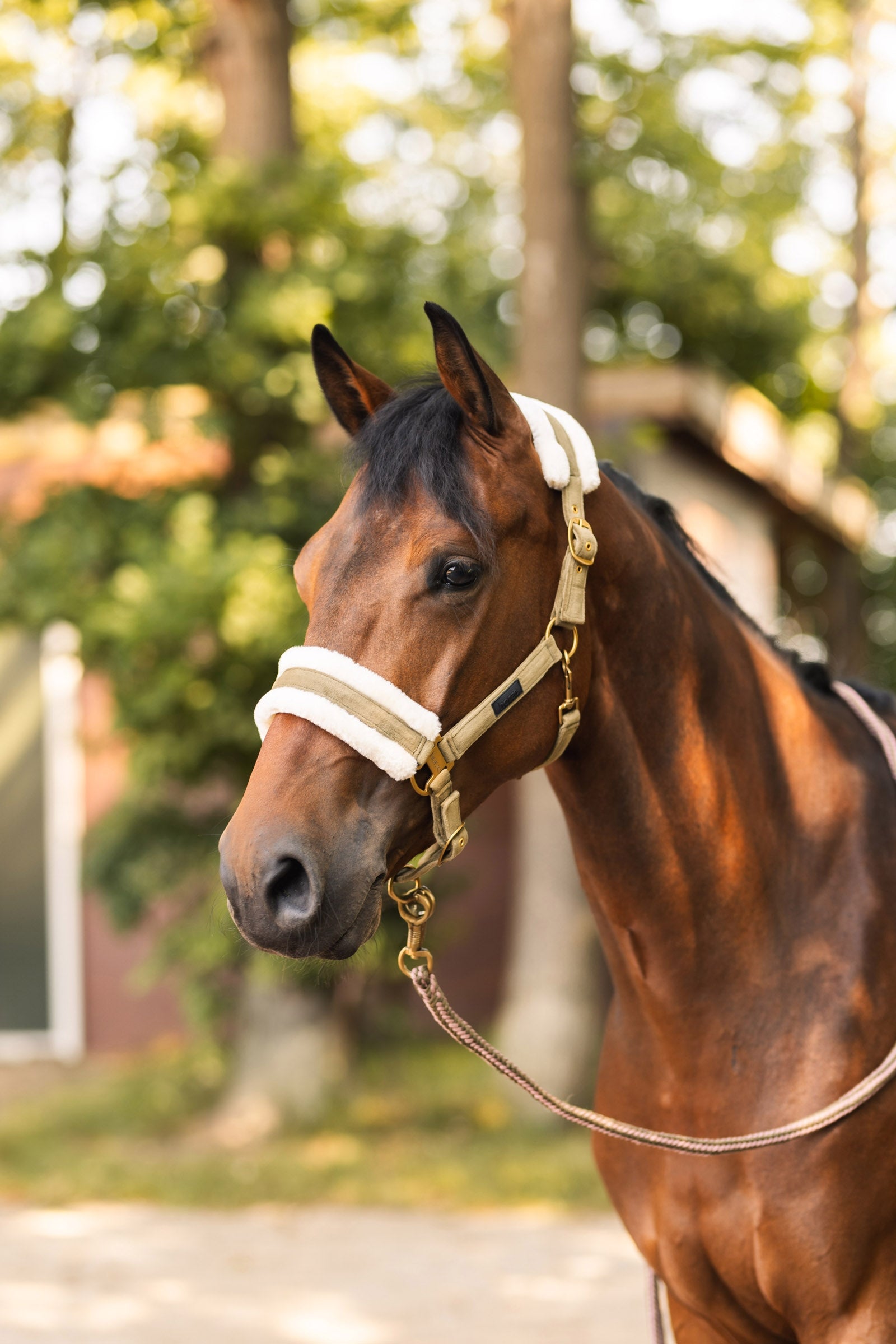 Horze St. Moritz Halter Halters & Leads