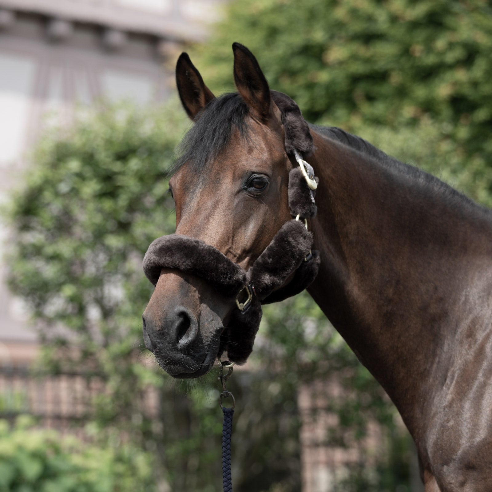 B Vertigo Tremblant Halter with Sheepskin Halters & Leads