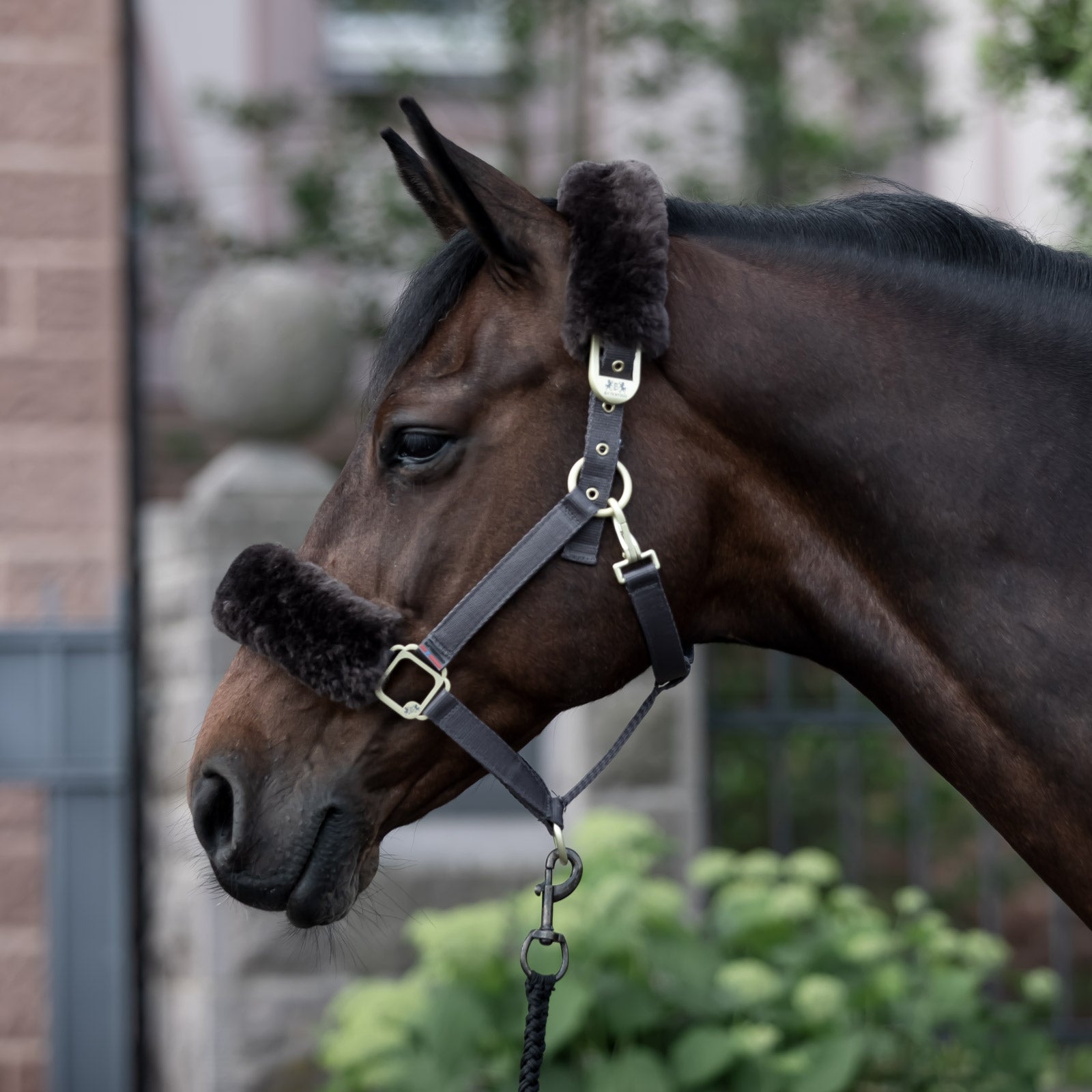 B Vertigo Laurier Halter with Sheepskin Halters & Leads