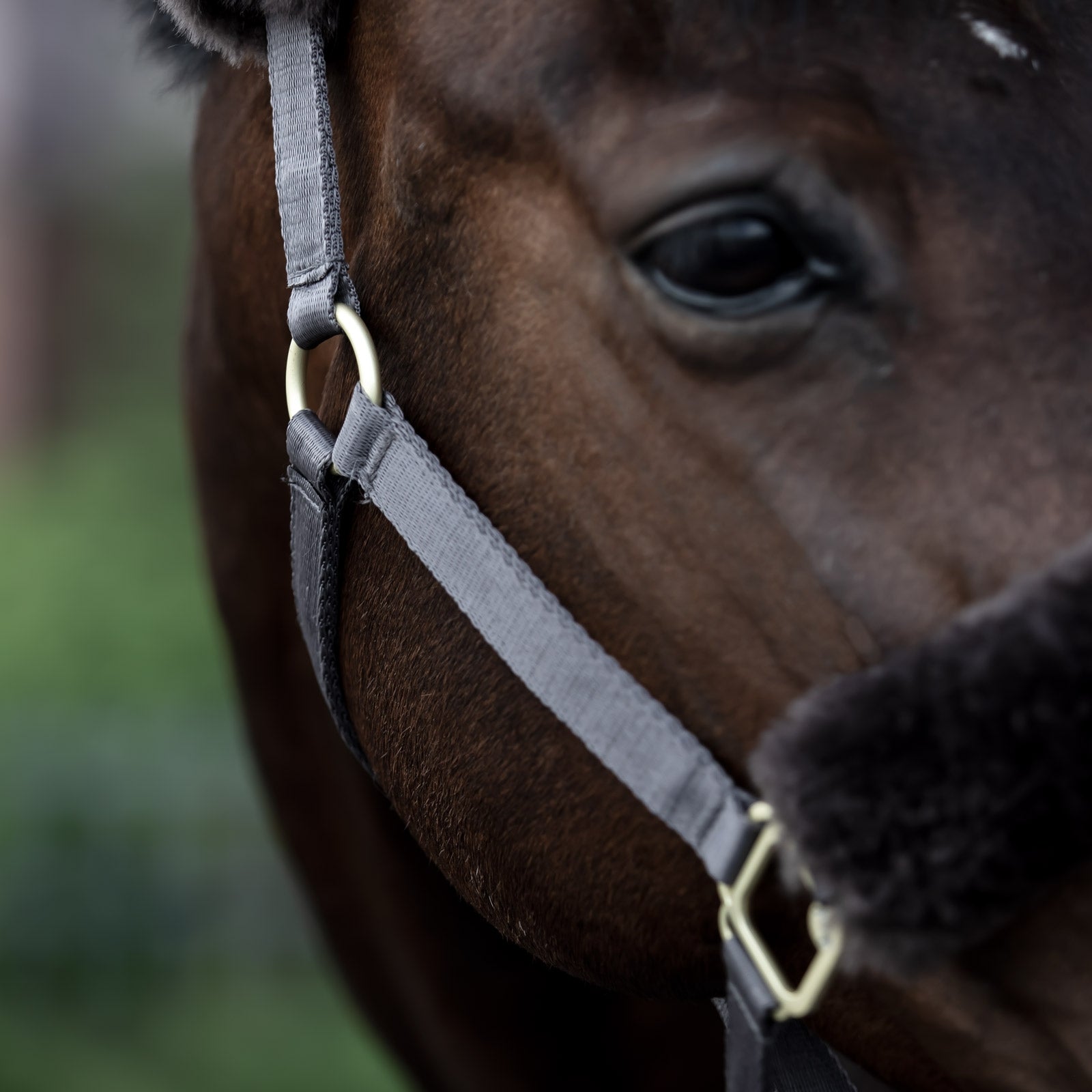 B Vertigo Laurier Halter with Sheepskin Halters & Leads