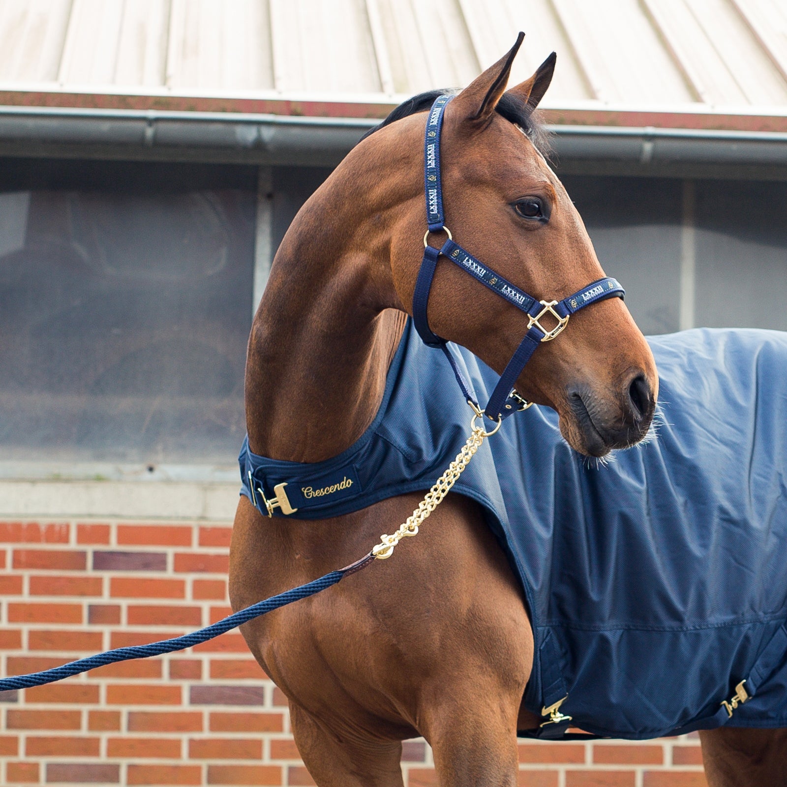 Horze Holbrook Chain Lead Halters & Leads