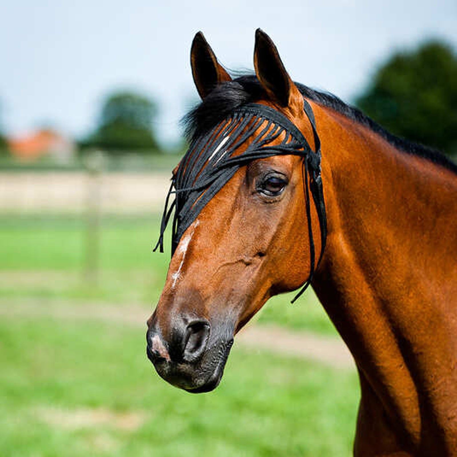 Horze Simple Fly Fringe  Veil Antifly Protection for Horses