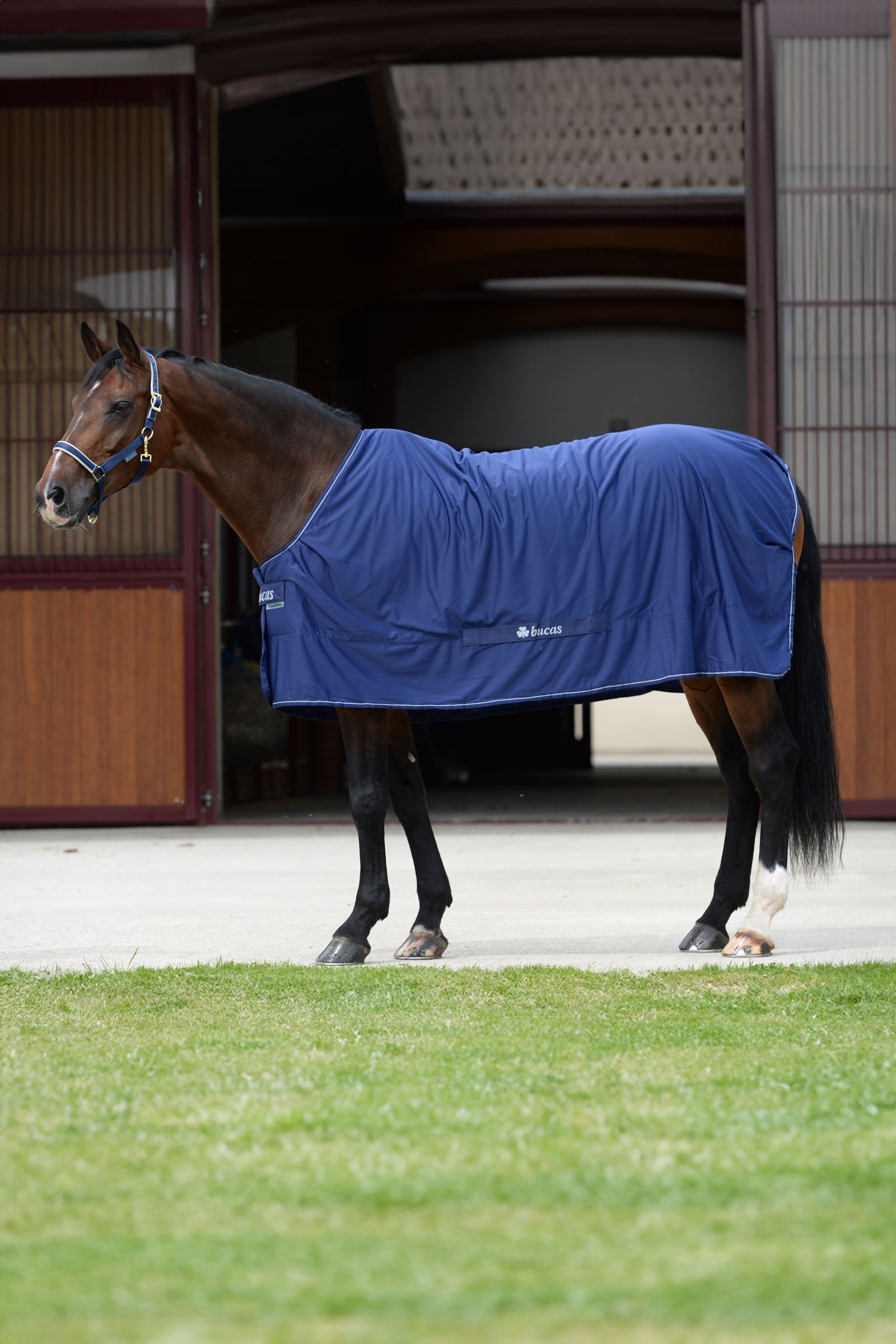 Bucas Shamrock Power Rug Horse Rugs