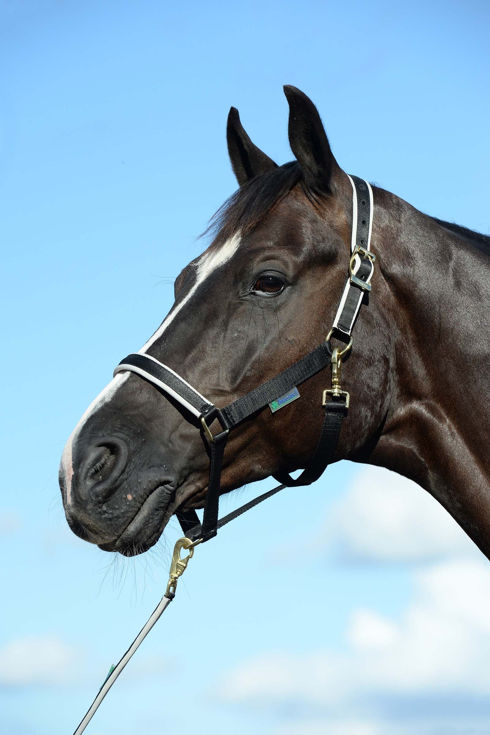 Bucas Dublin Luxury vadderade grimma Grimma & grimskaft