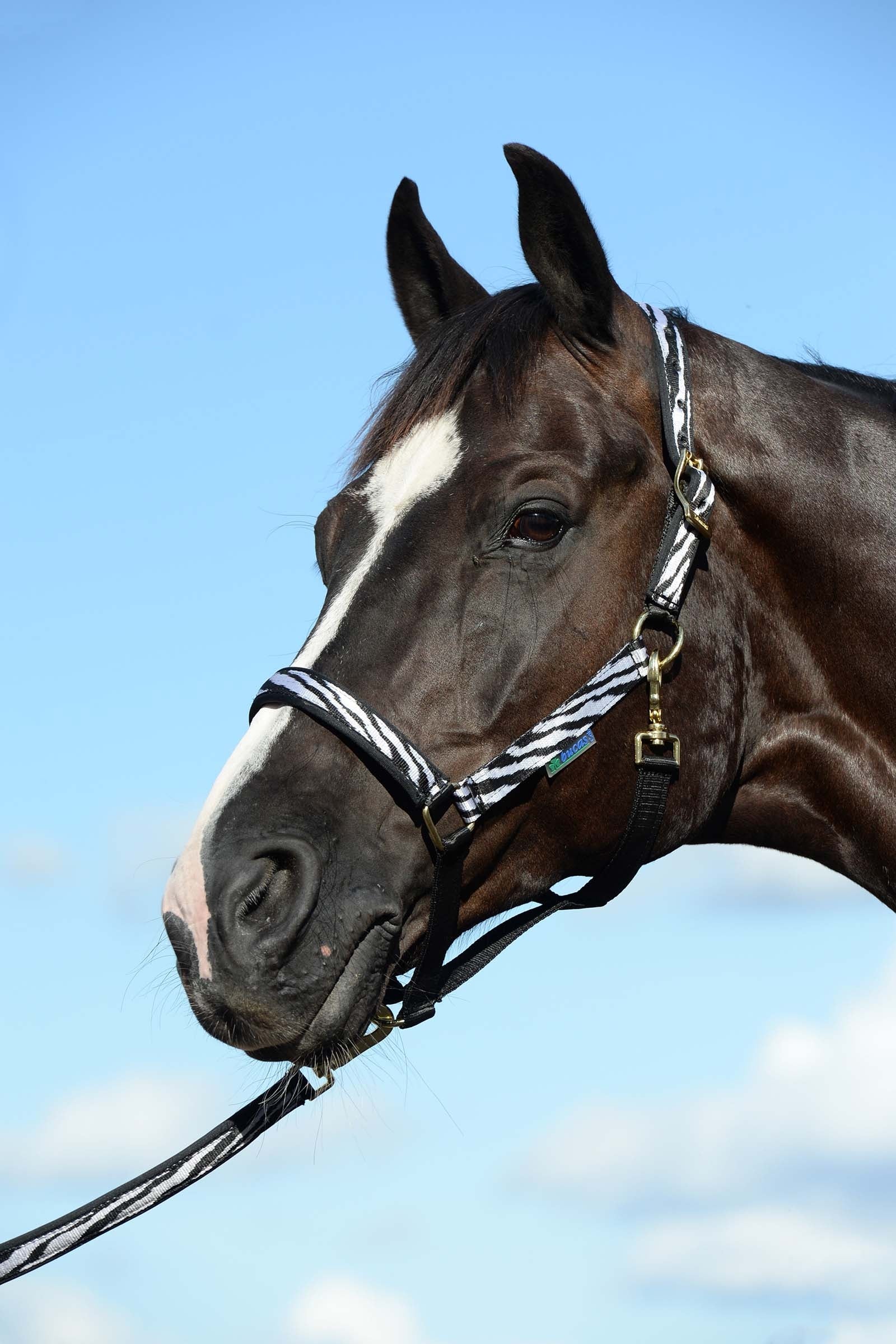 Bucas Dublin Luxury vadderade grimma Grimma & grimskaft