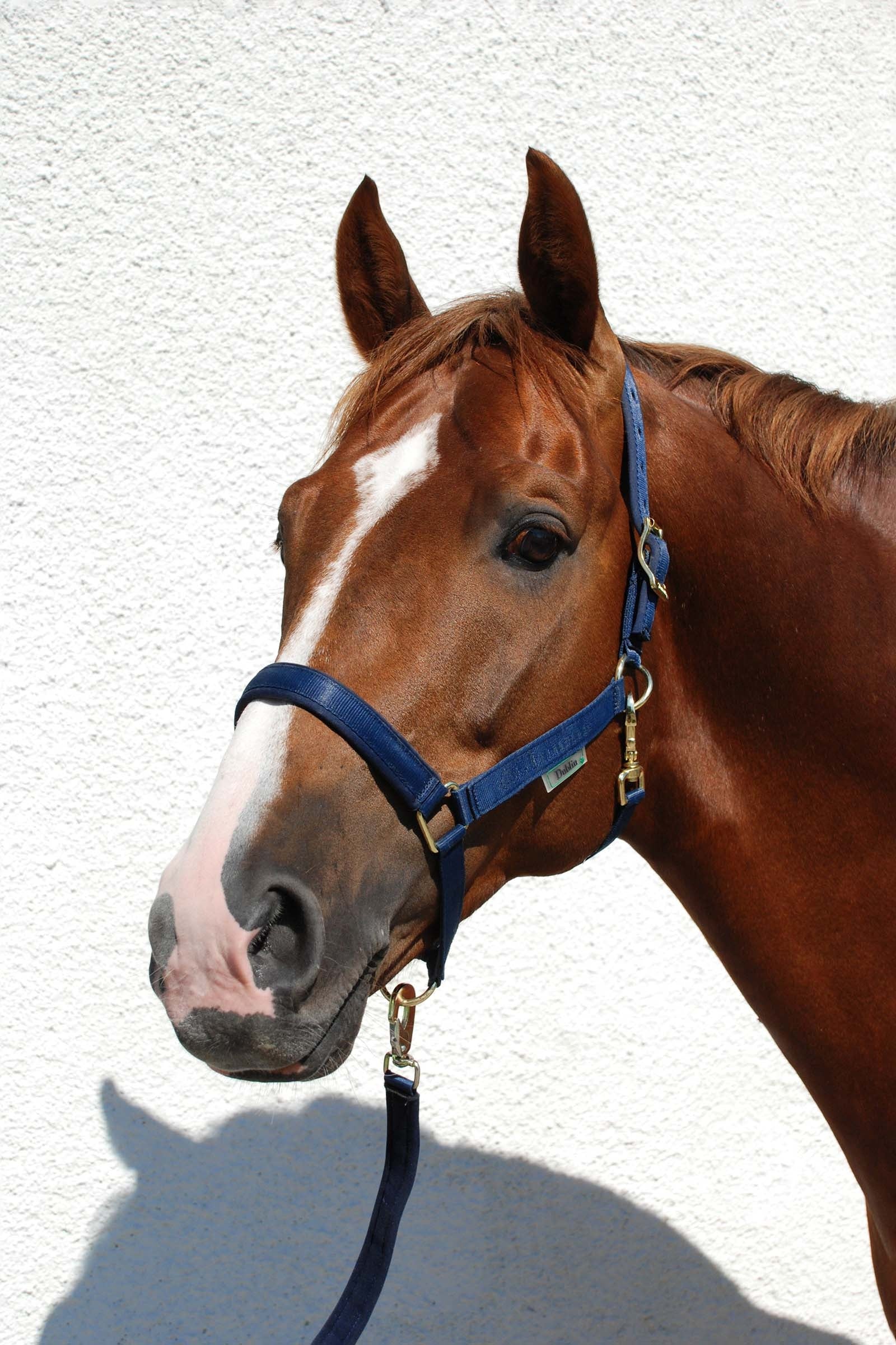 Bucas Dublin Luxury vadderade grimma Grimma & grimskaft