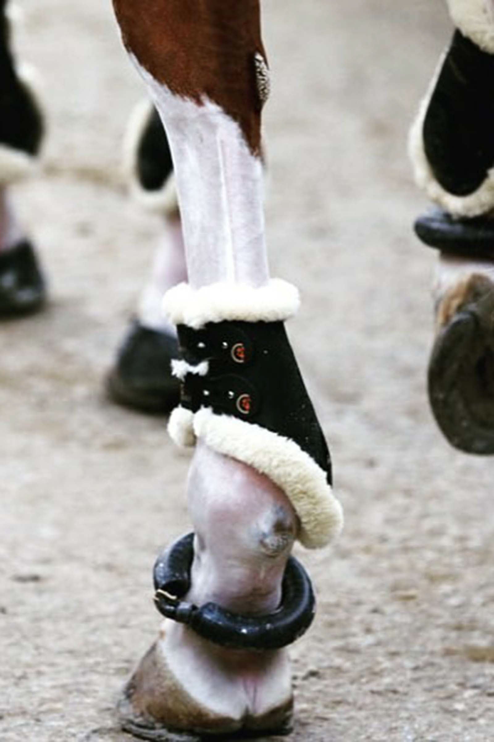 Kentucky Horsewear Sheepskin Fetlock boots elastic Leg Protection & Hoof Protection for Horses
