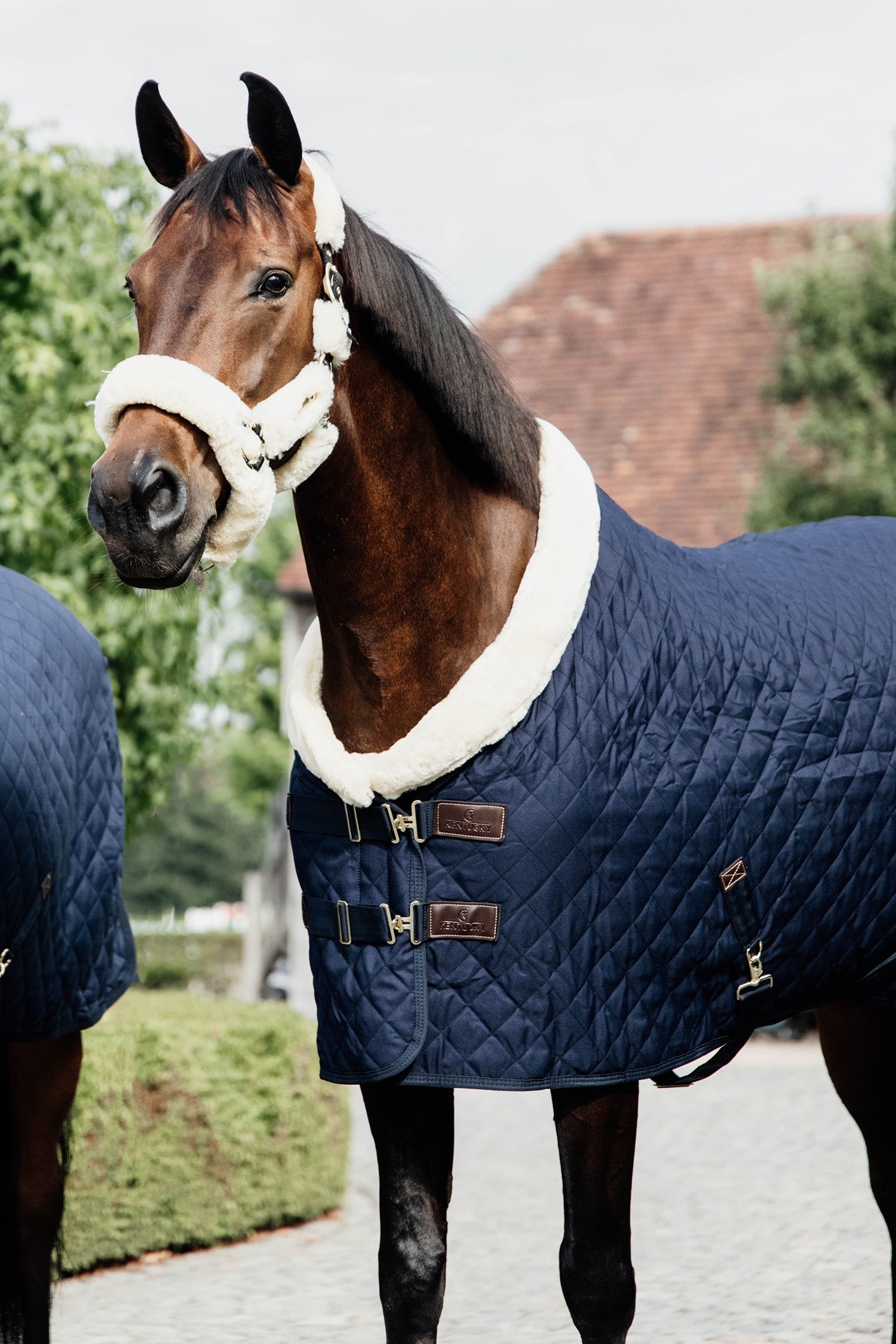 Kentucky Horsewear Show rug 160g Horse Rugs