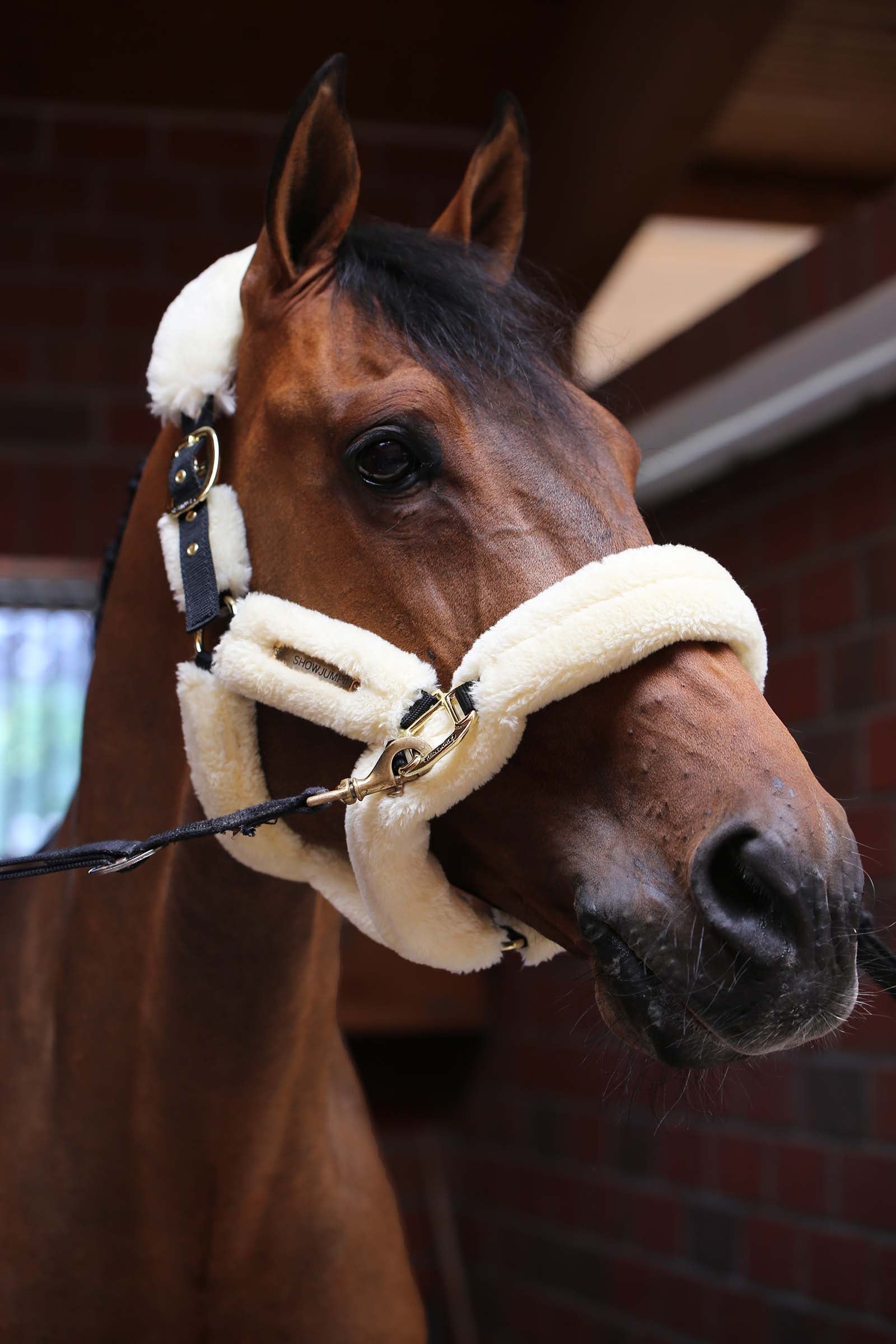Kentucky Horsewear Shipping Halter With Sheepskin Halters & Leads