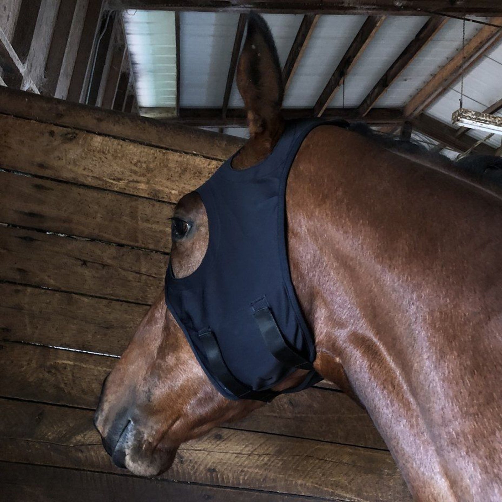 Fenwick Equestrian USA Fenwick Liquid Titanium Mask, Hook-and-loop Trav