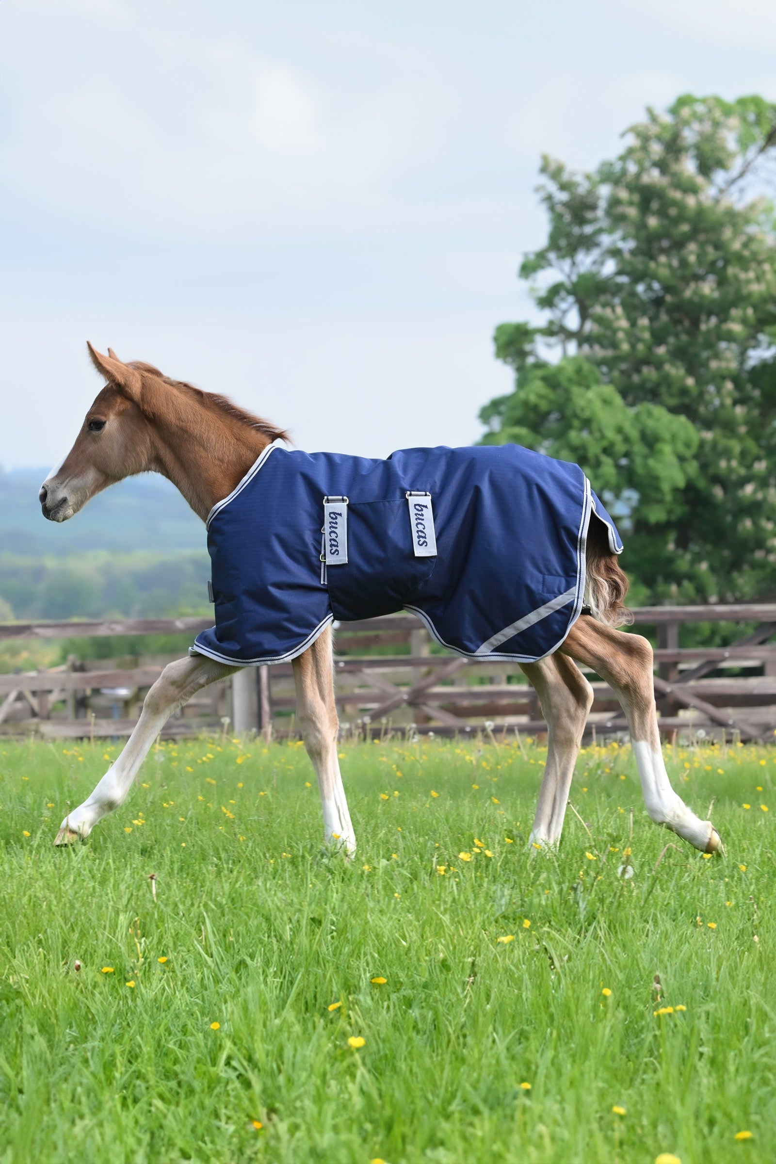 Bucas Foal Turnout Rug, 50g Horse Rugs