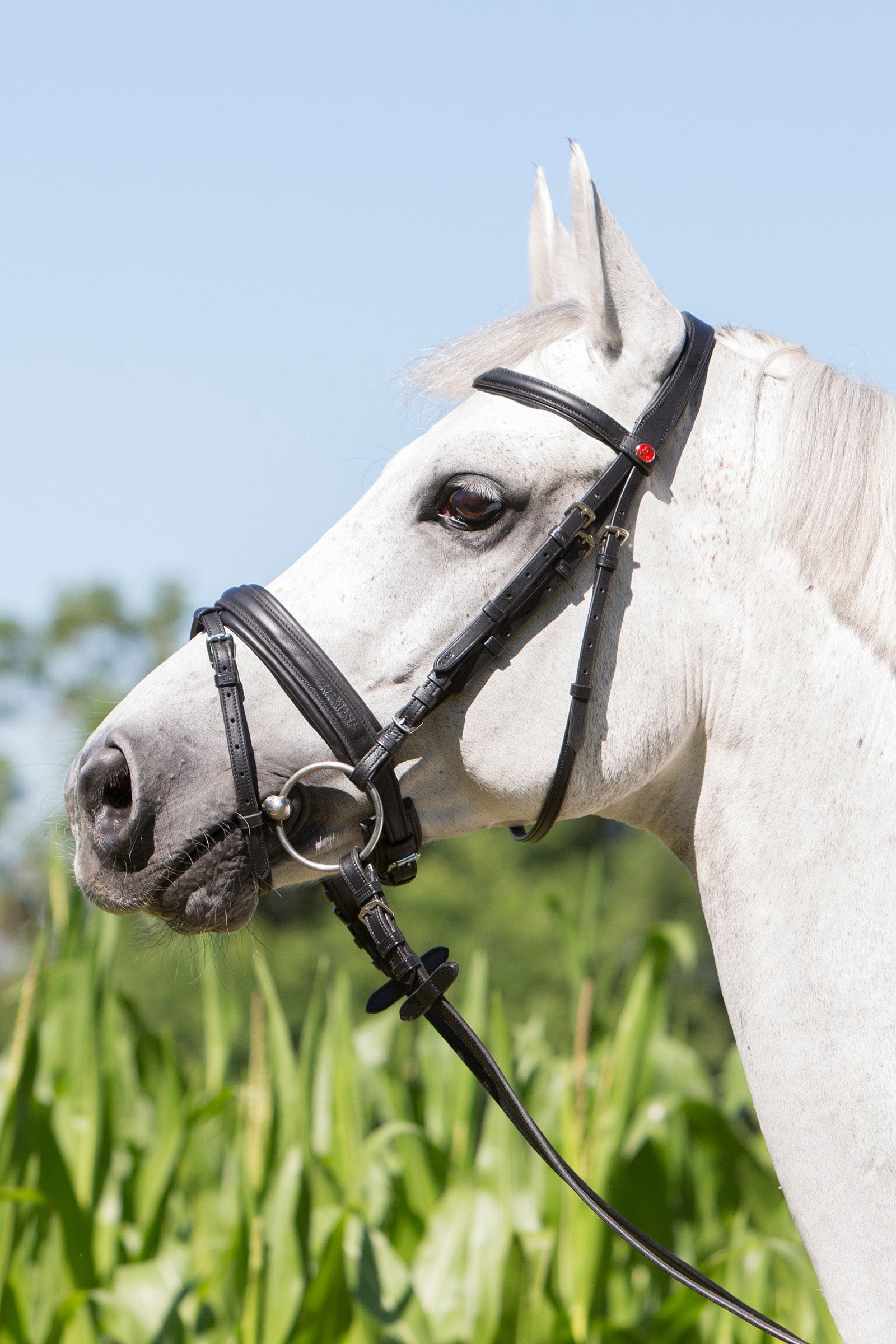 Kieffer Ultrasoft® Economy Bridle Träns & Tyglar