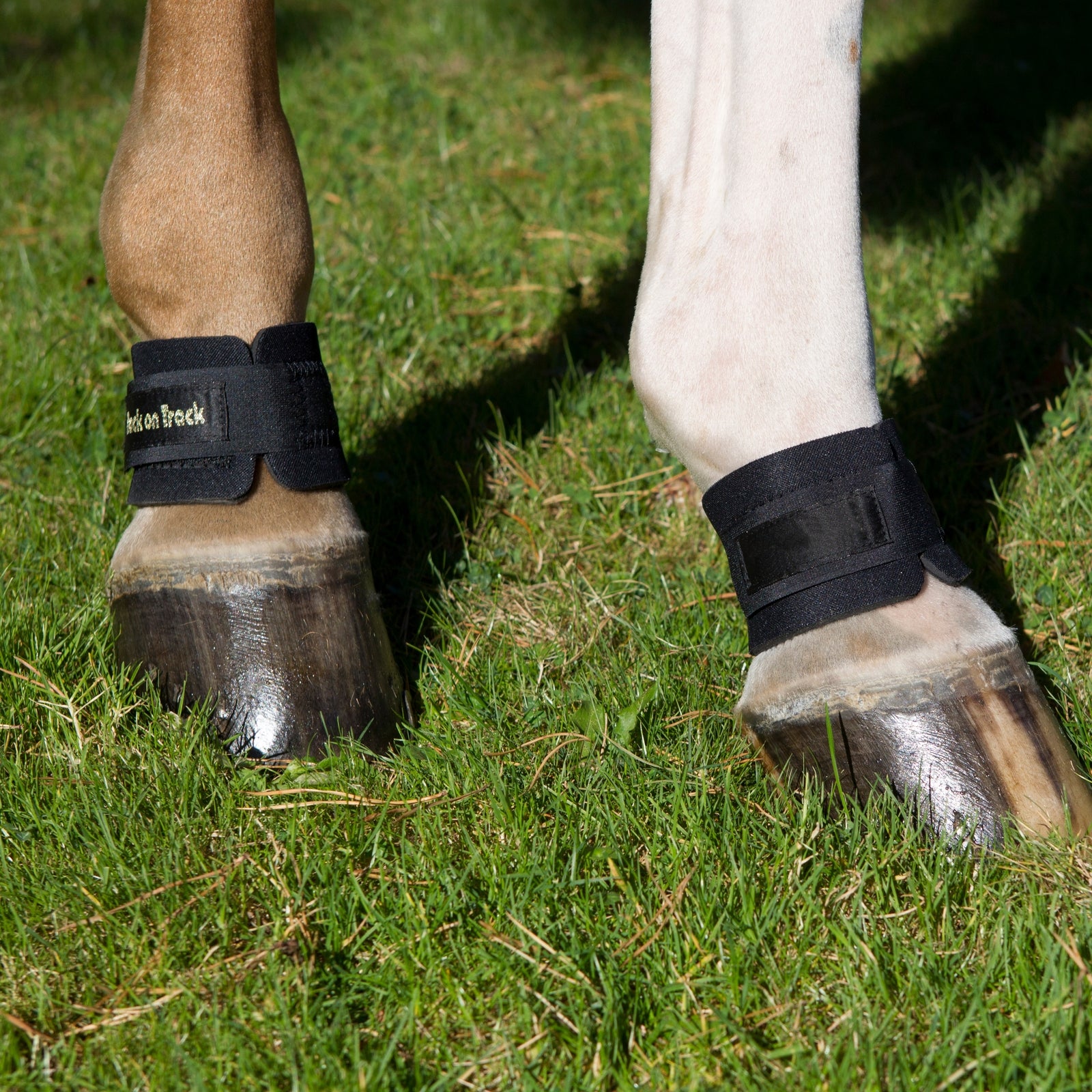 Back on Track Karledsskydd Leg Protection & Hoof Protection for Horses