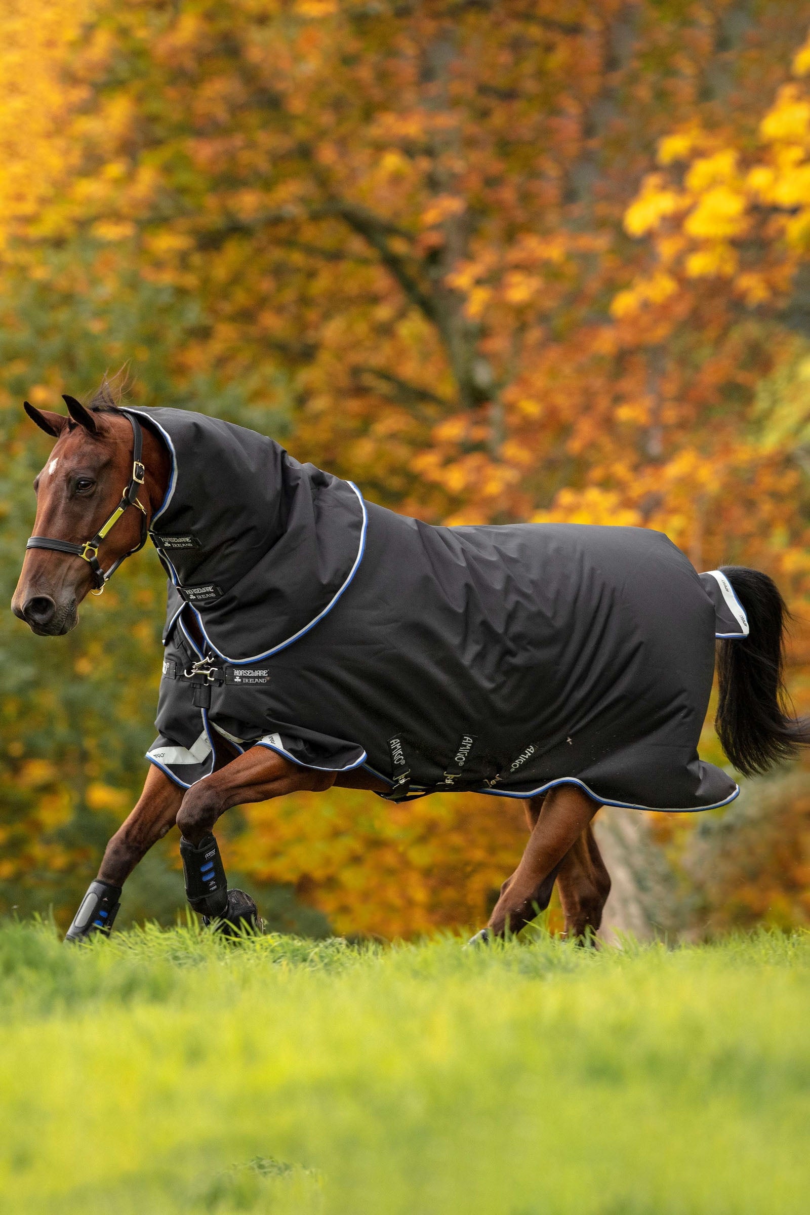 Horseware Amigo Bravo 12 Plus Turnout Rug, 250 g Horse Rugs