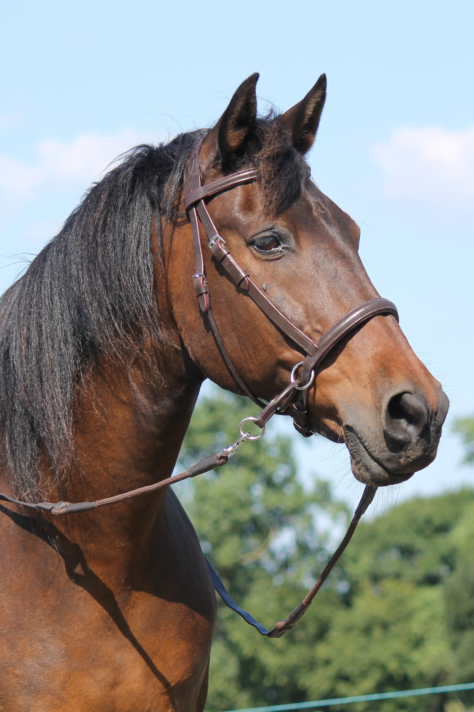 F.R.A. Freedom Riding Articles El Camin Bitless Bridle (System 5) w/ soft Reins Bridles & Reins