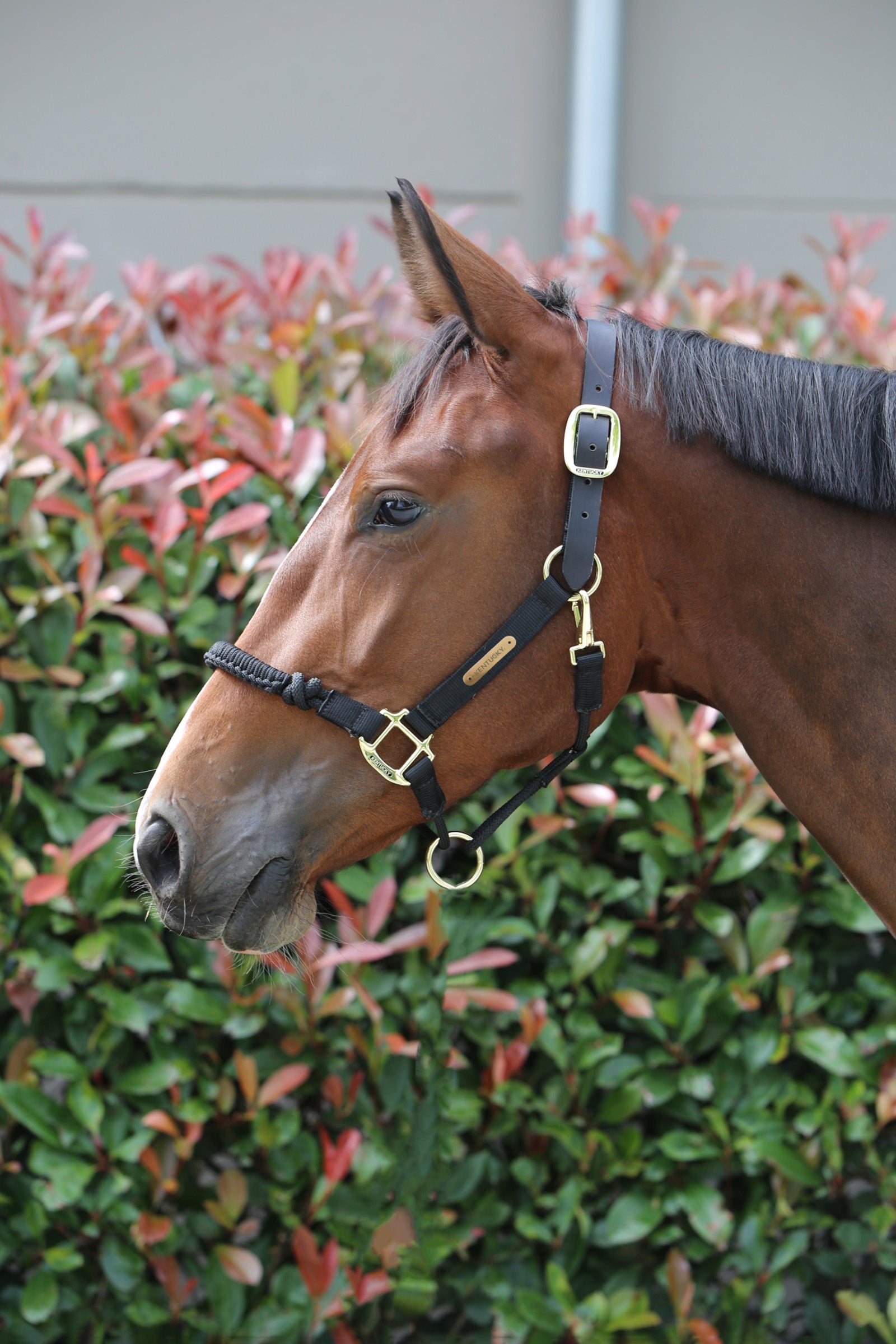 Kentucky Horsewear Control grimma Grimma & grimskaft