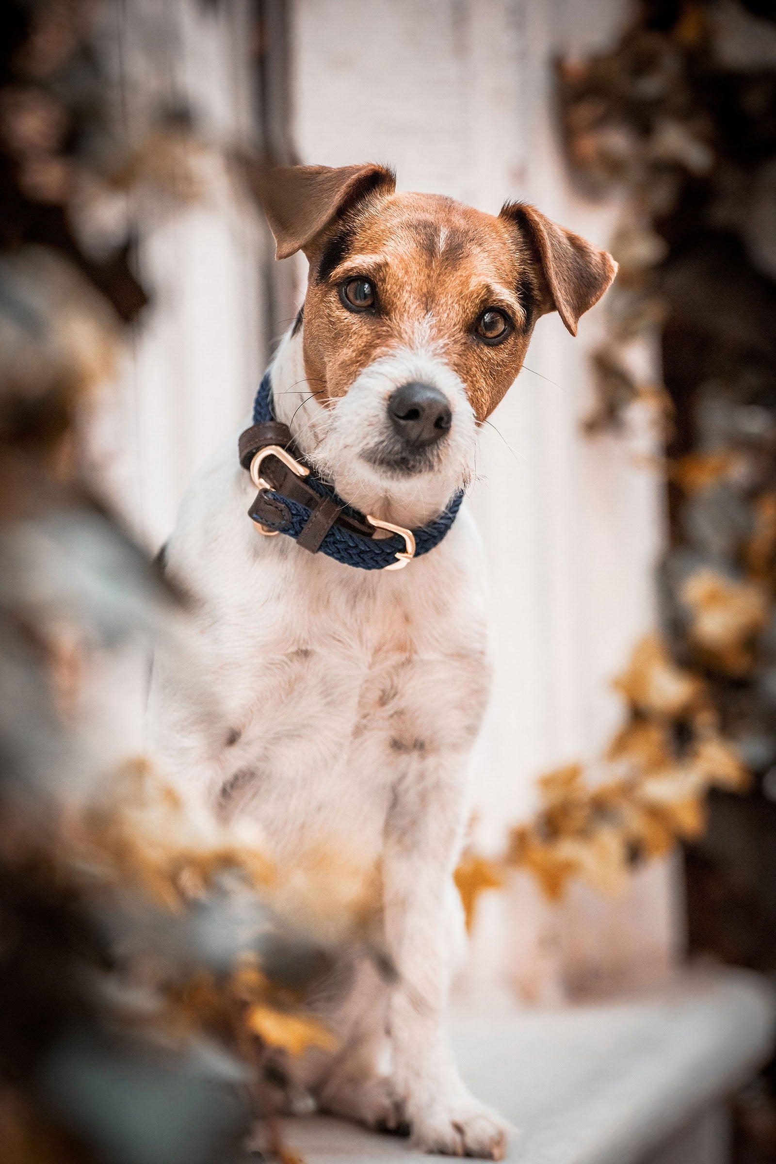 Kentucky Dogwear Kentucky flätat hundhalsband i nylon Utrustning för hundar