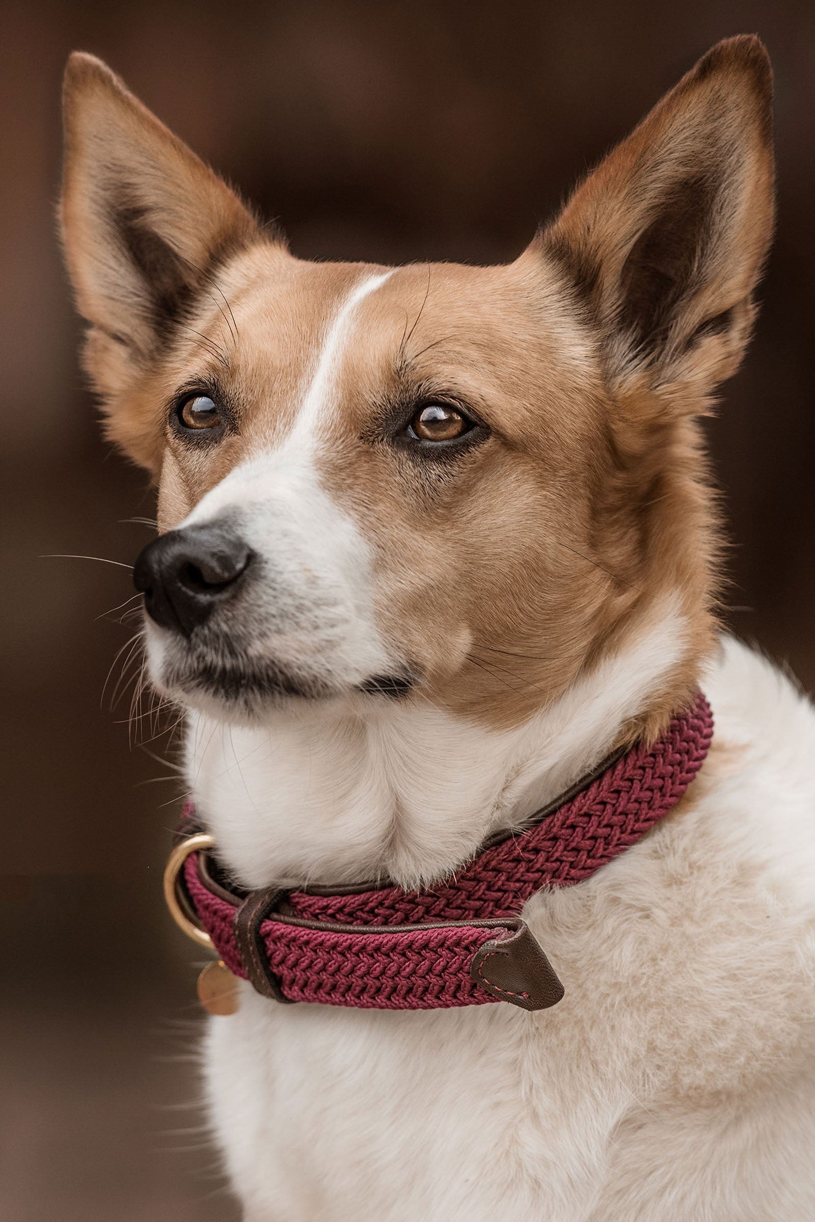 Kentucky Dogwear Kentucky flätat hundhalsband i nylon Utrustning för hundar