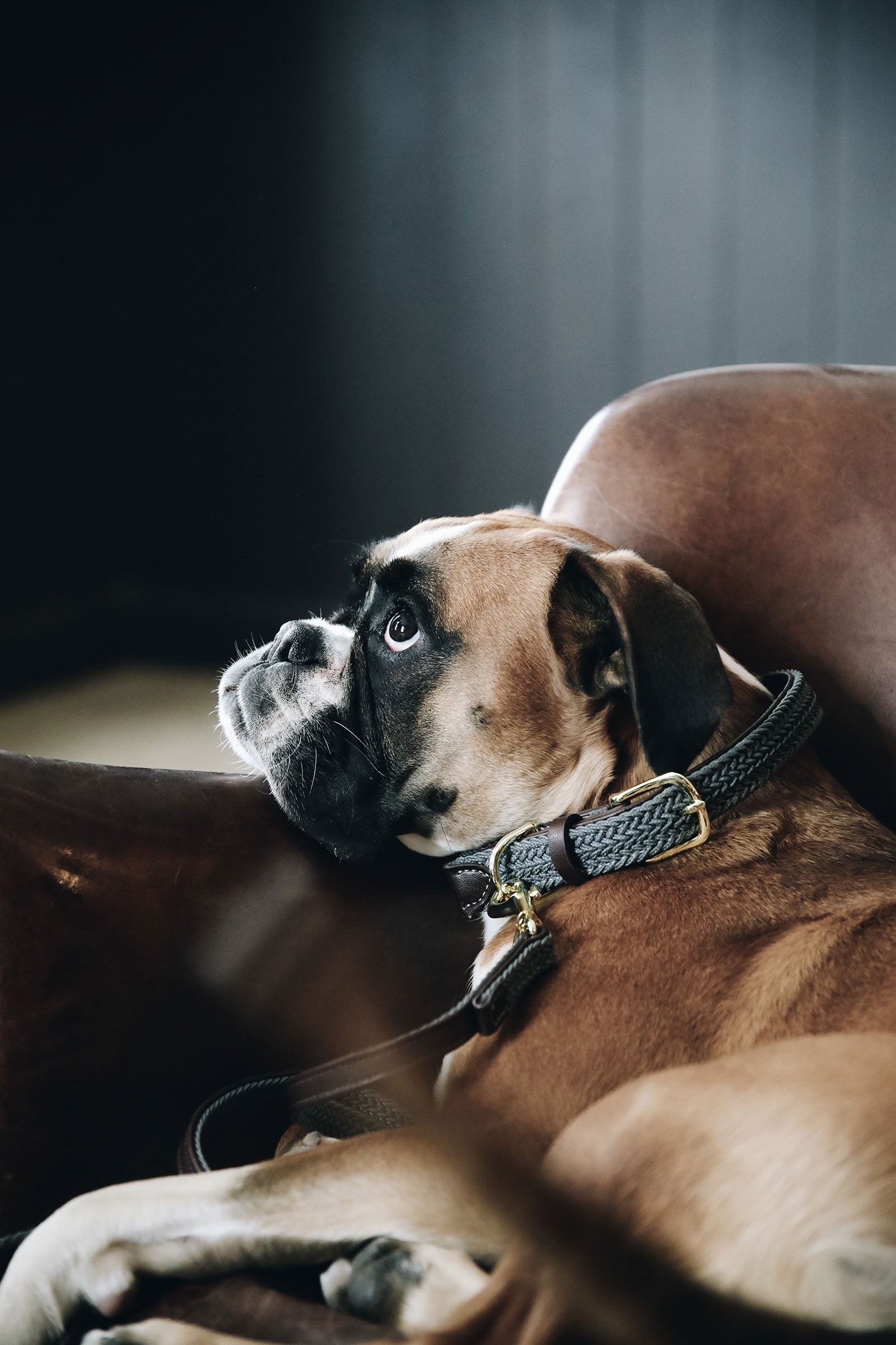 Kentucky Dogwear Kentucky flätat hundhalsband i nylon Utrustning för hundar