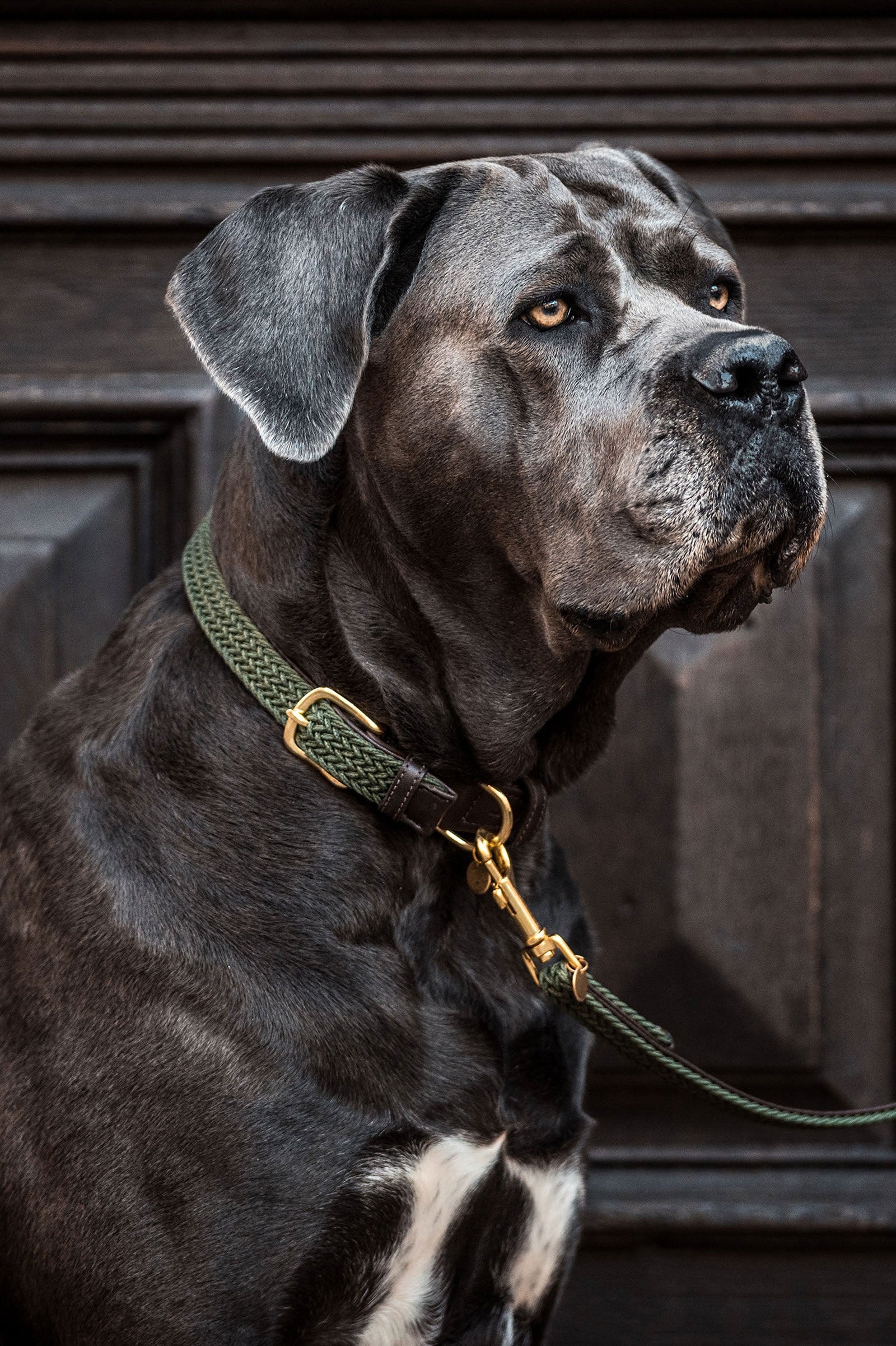 Kentucky Dogwear Kentucky flätat hundhalsband i nylon Utrustning för hundar