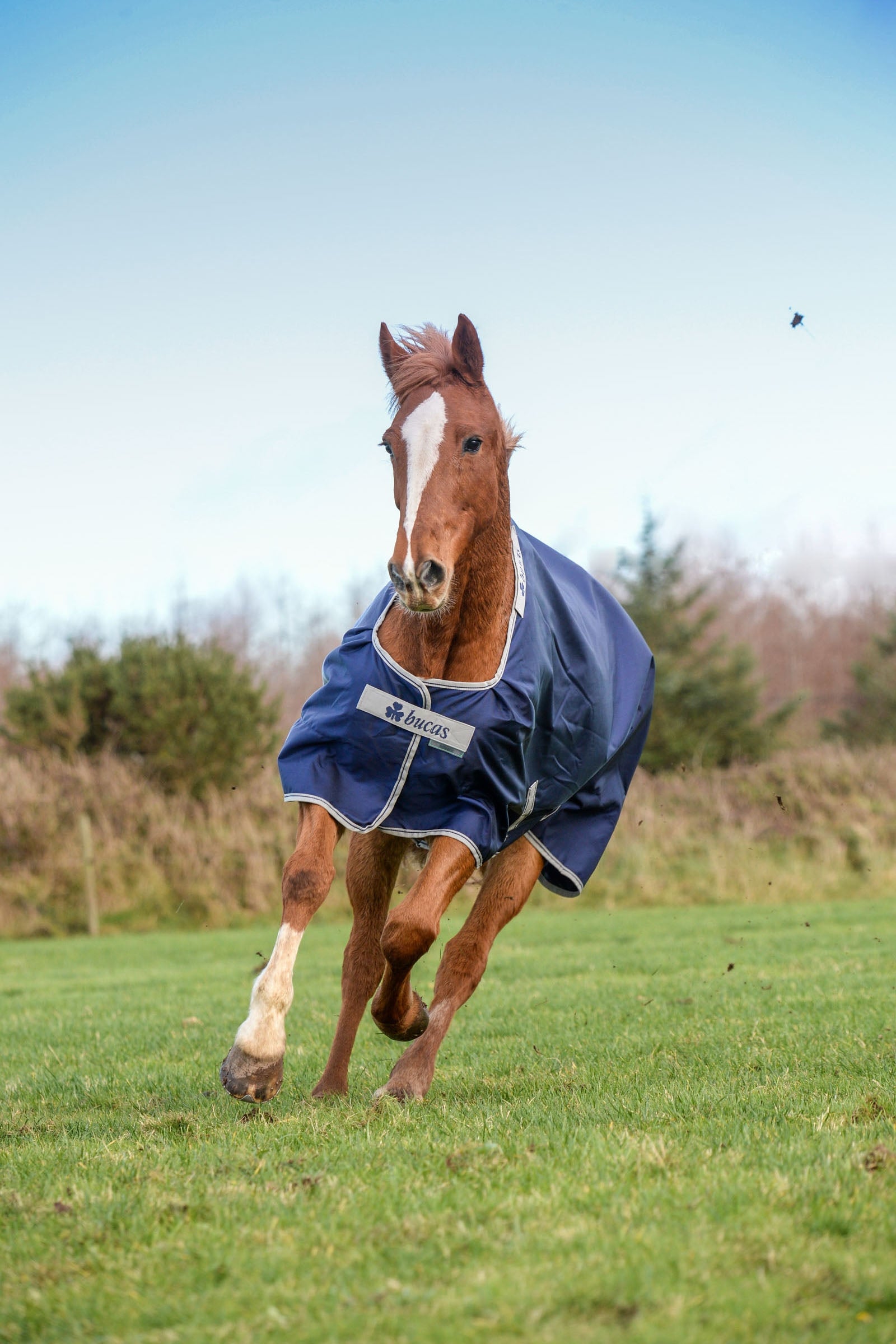 Bucas Atlantic Turnout Rug, 400g Horse Rugs