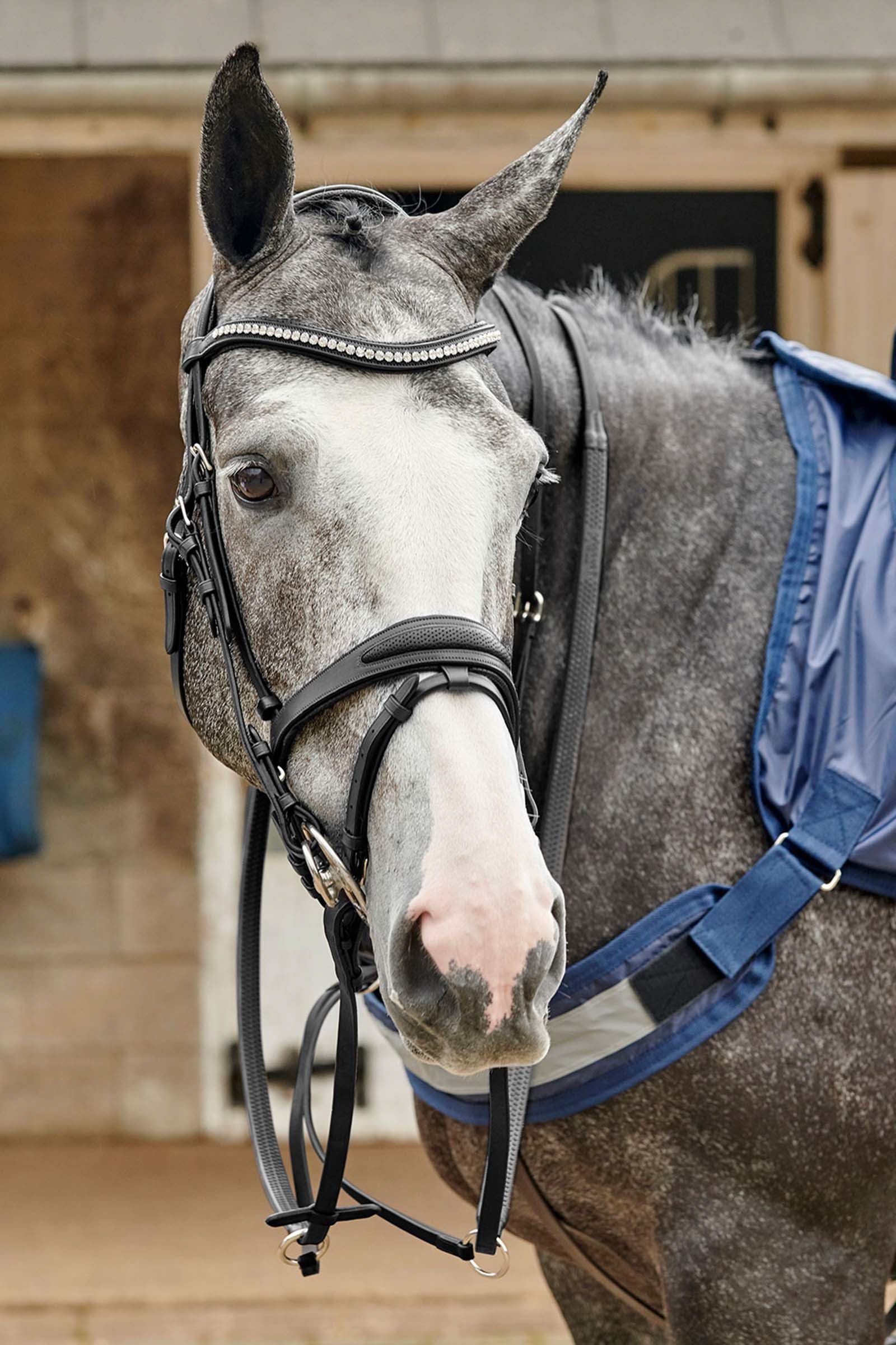 John Whitaker Chicago perforerat träns med bling Träns & Tyglar