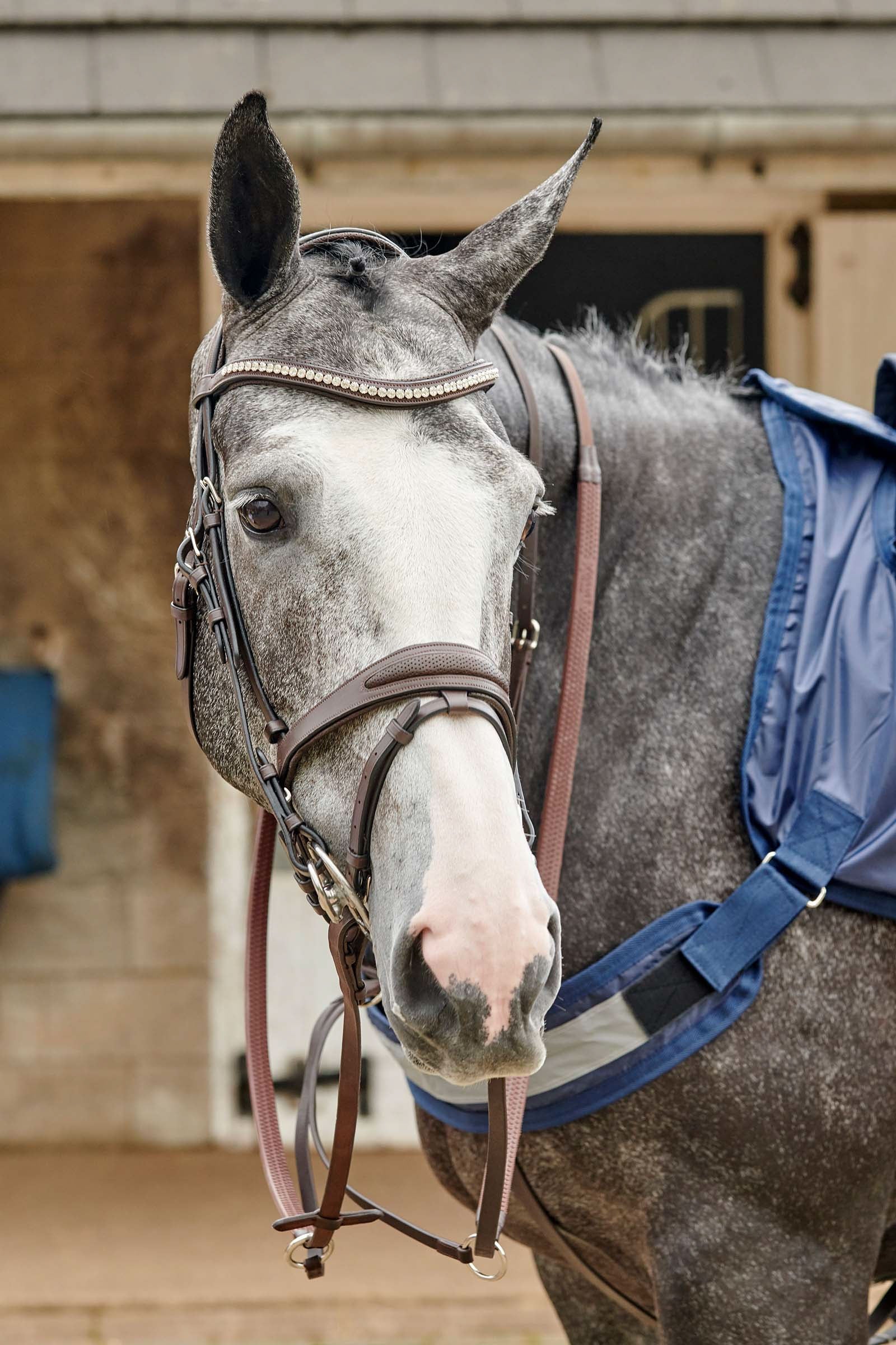 John Whitaker Chicago perforerat träns med bling Träns & Tyglar