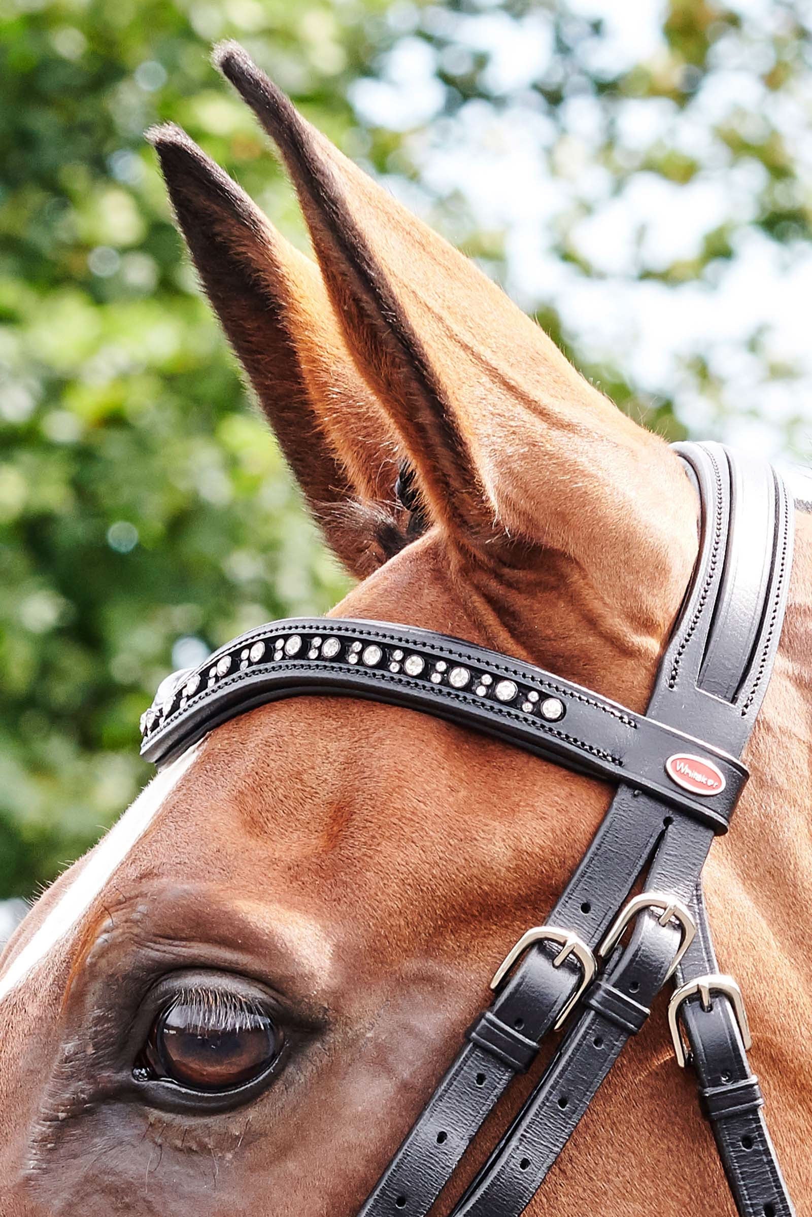 John Whitaker Lynton Flash Bridle with Spare Browband Bridles & Reins