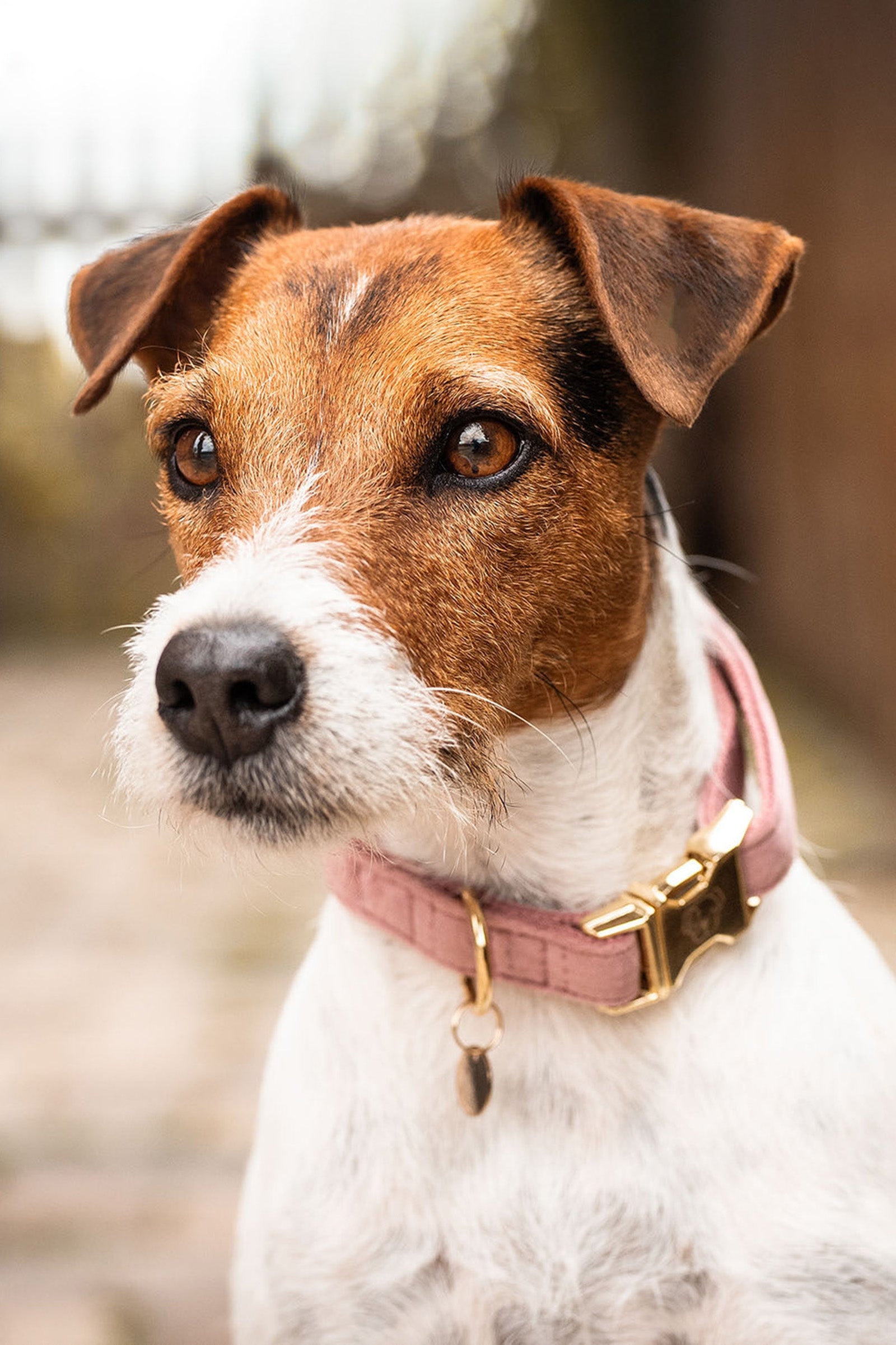 Kentucky Dogwear Dog Collar Velvet Dog Accesories