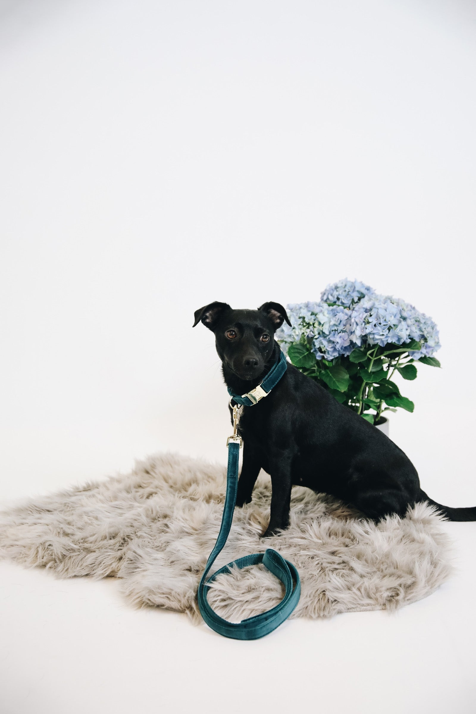 Kentucky Dogwear Dog Lead Velvet Dog Accesories