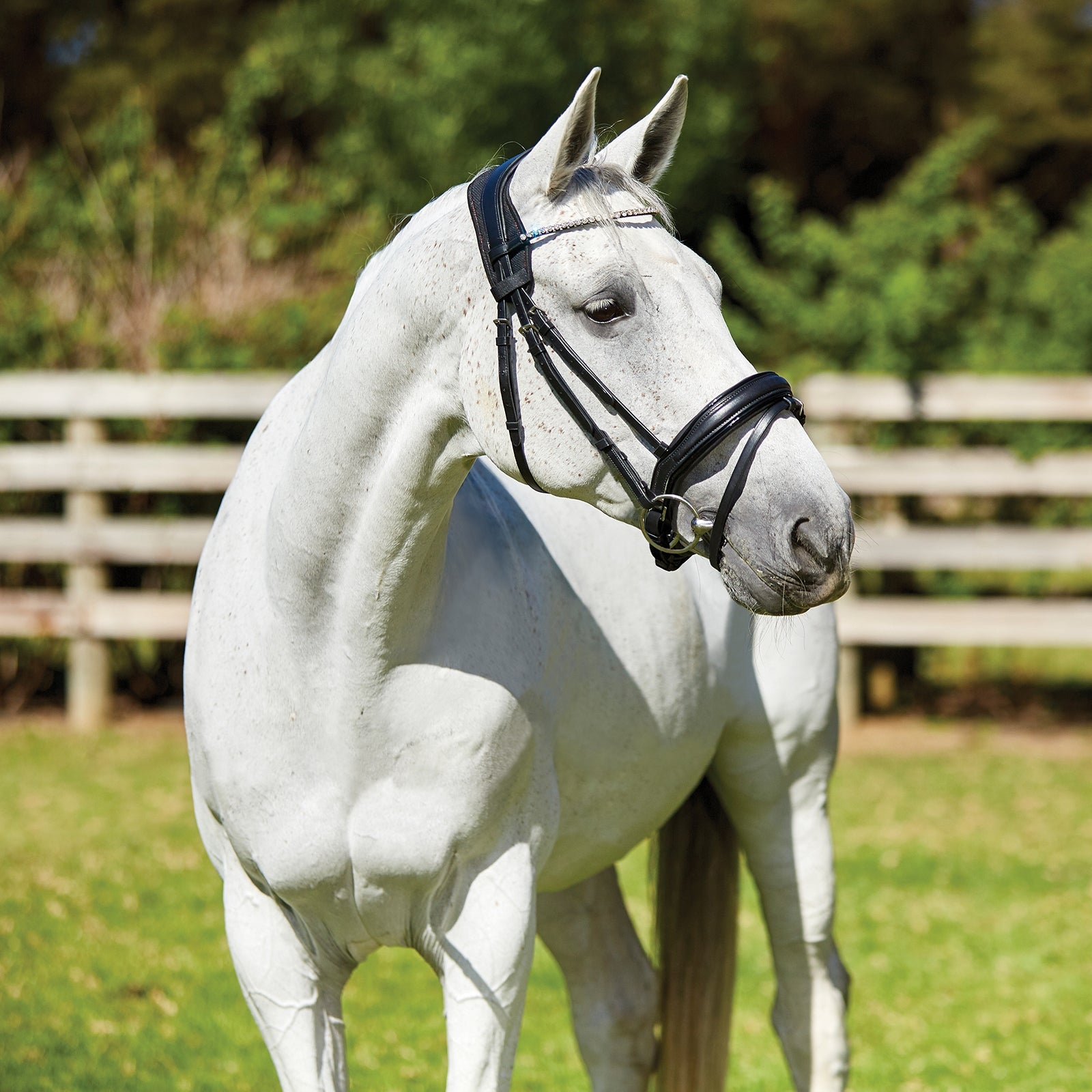 Weatherbeeta Therapy-tec anatomiskt nackskydd Träns & Tyglar