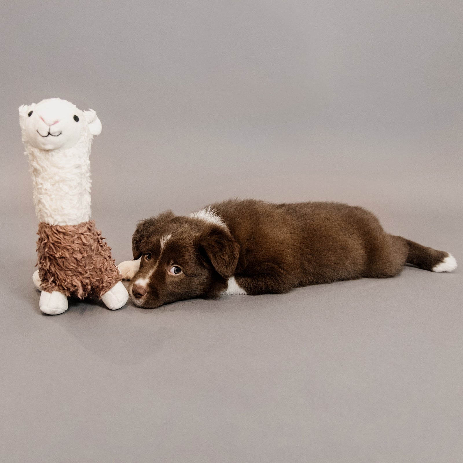 Kentucky Dogwear Dog Toy Alpaca Dog Accesories