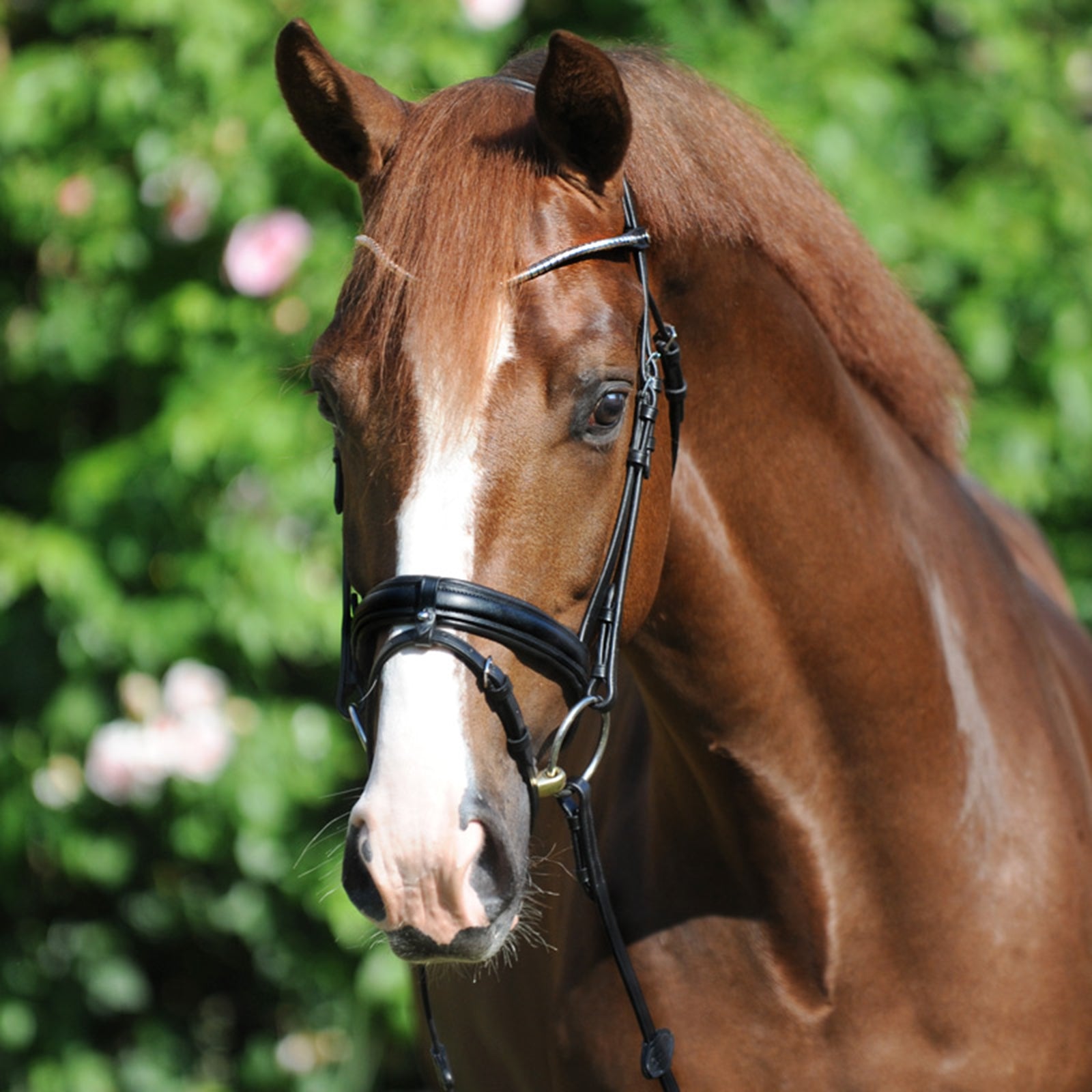 Kavalkade Clinchesse Bridle Träns & Tyglar
