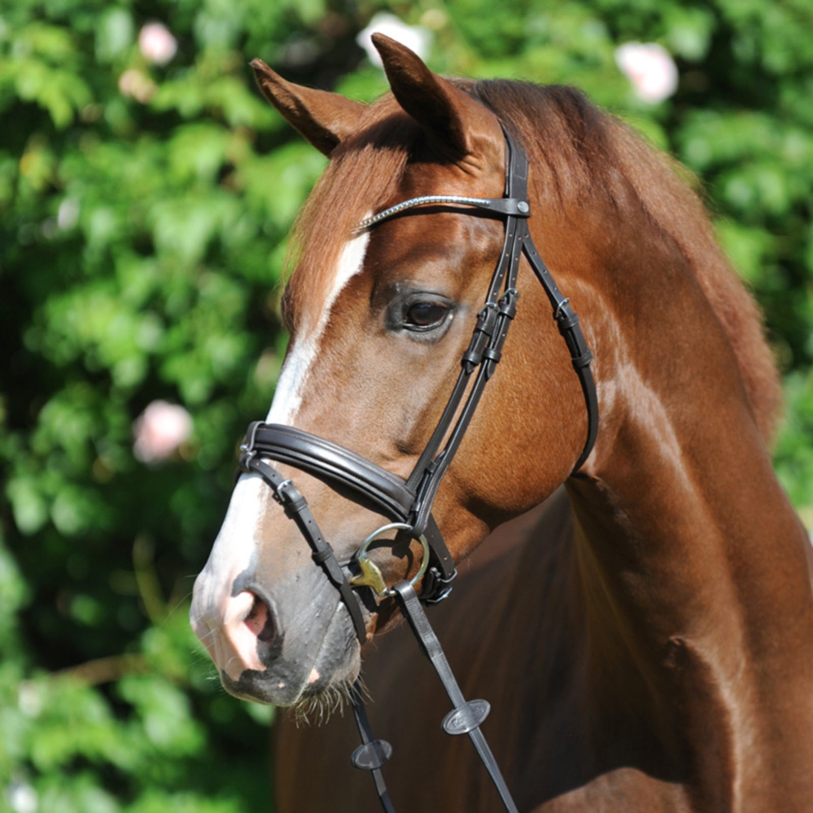 Kavalkade Clinchesse Bridle Träns & Tyglar