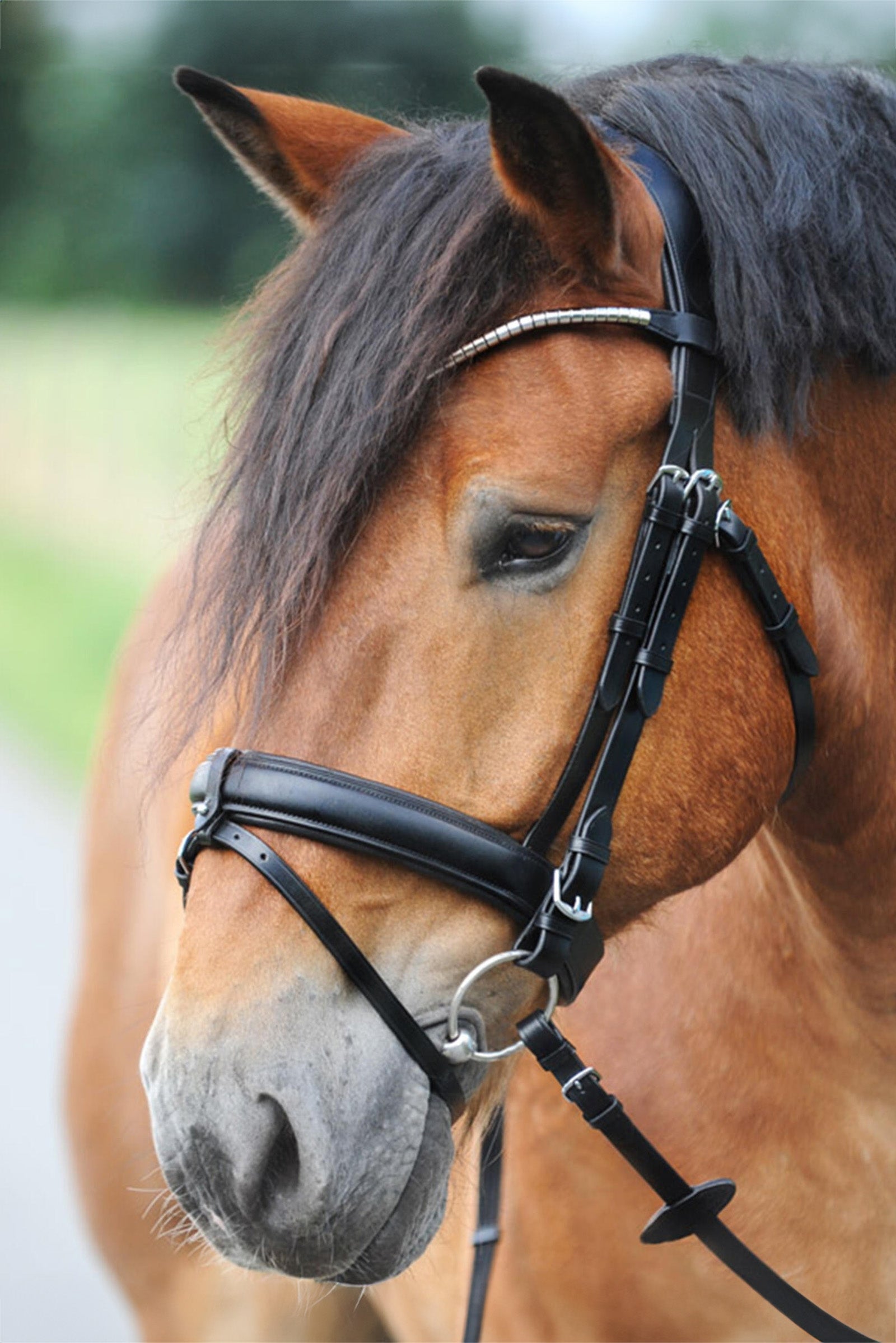 Kavalkade Clinchesse Bridle Träns & Tyglar
