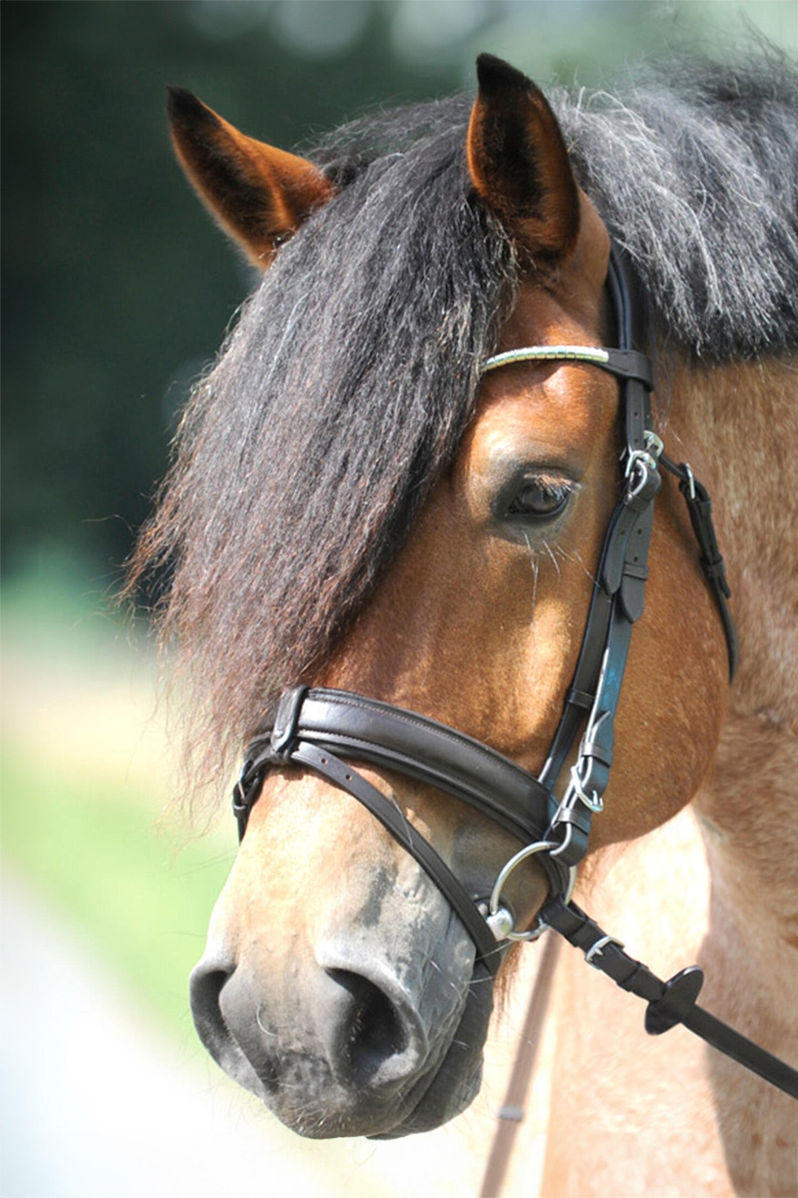 Kavalkade Clinchesse Bridle Träns & Tyglar